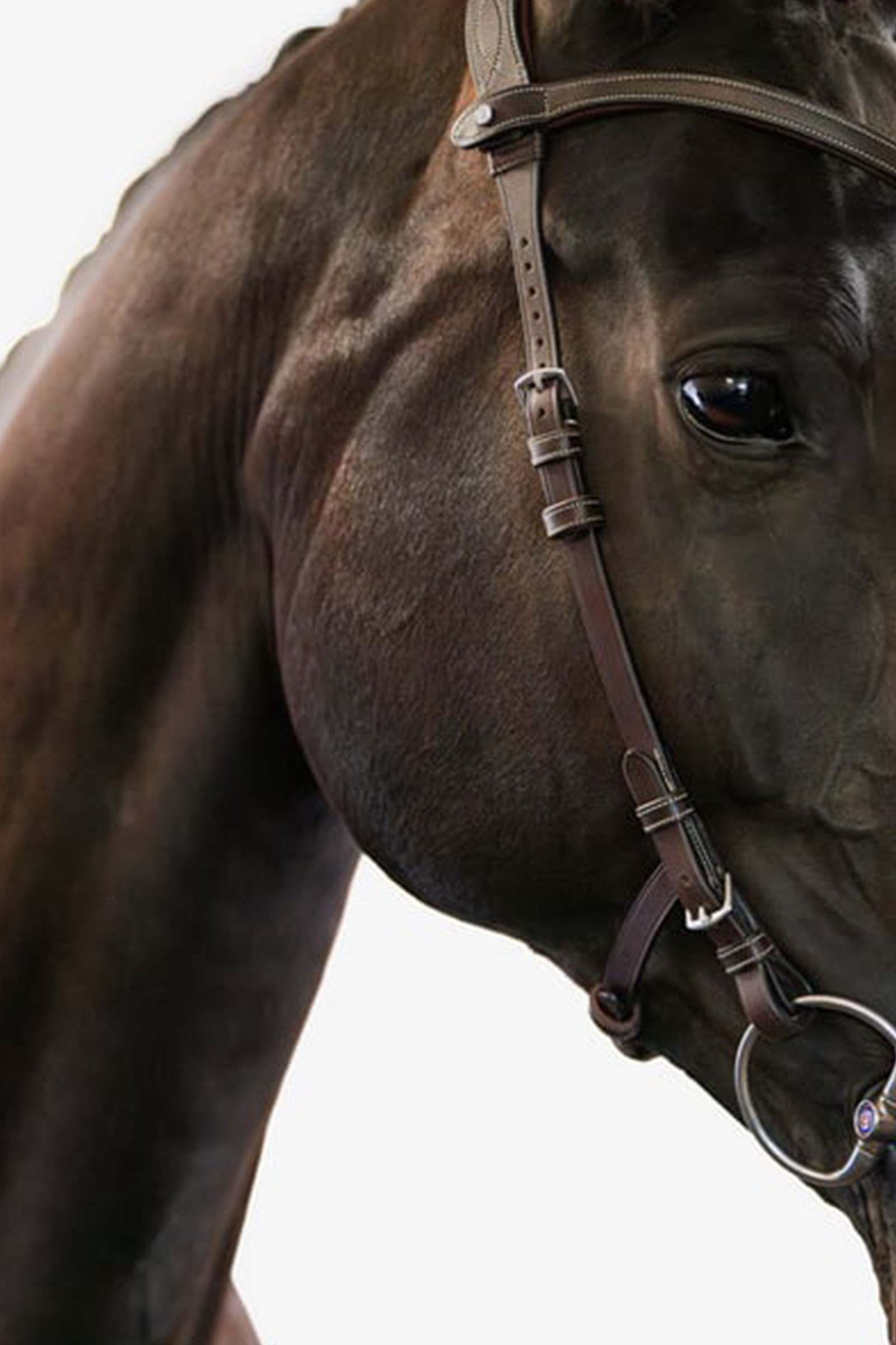 PS of Sweden Ogłowie Helsinki