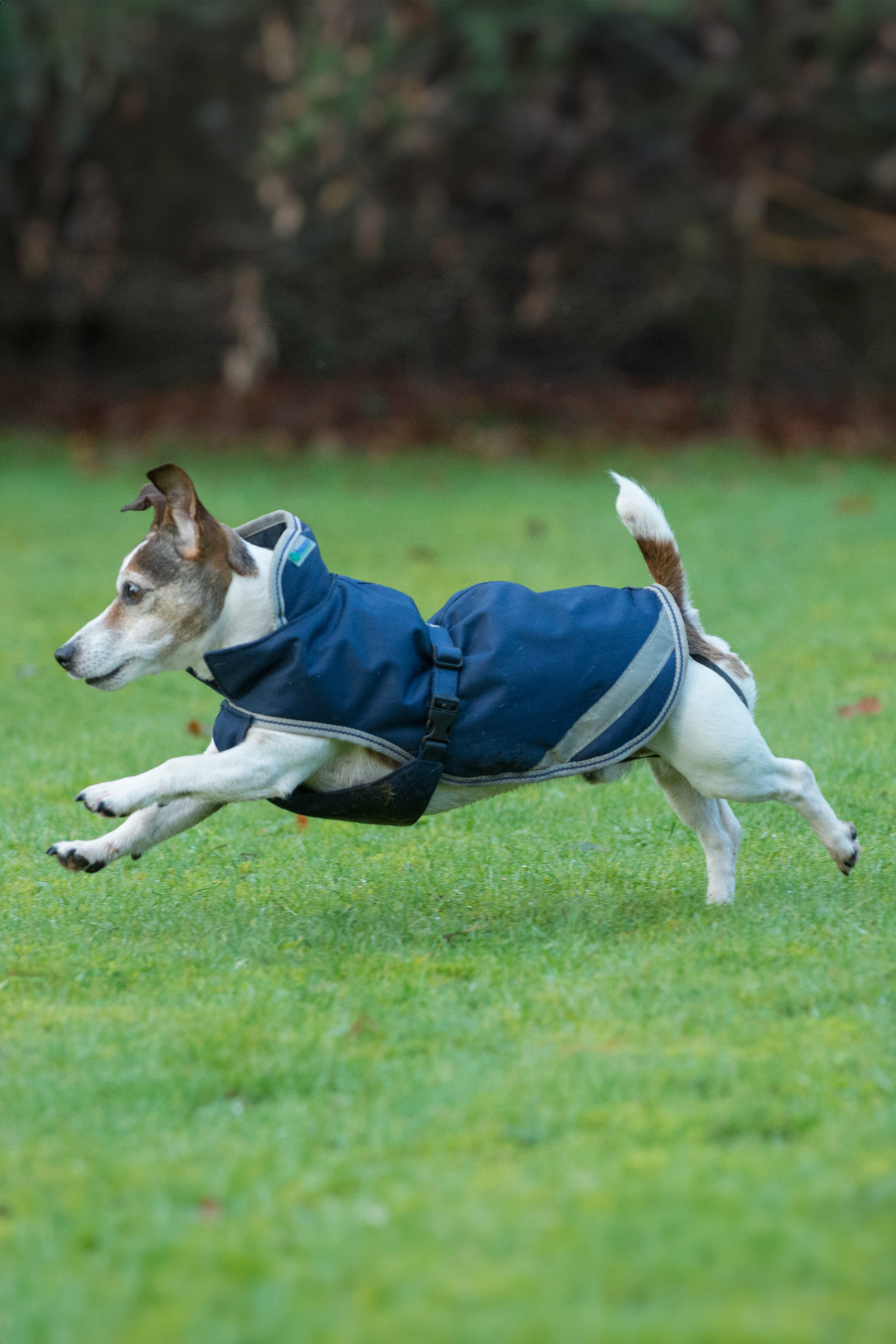 Bucas Freedom Kocyk dla psa, 50g (30-45 cm)