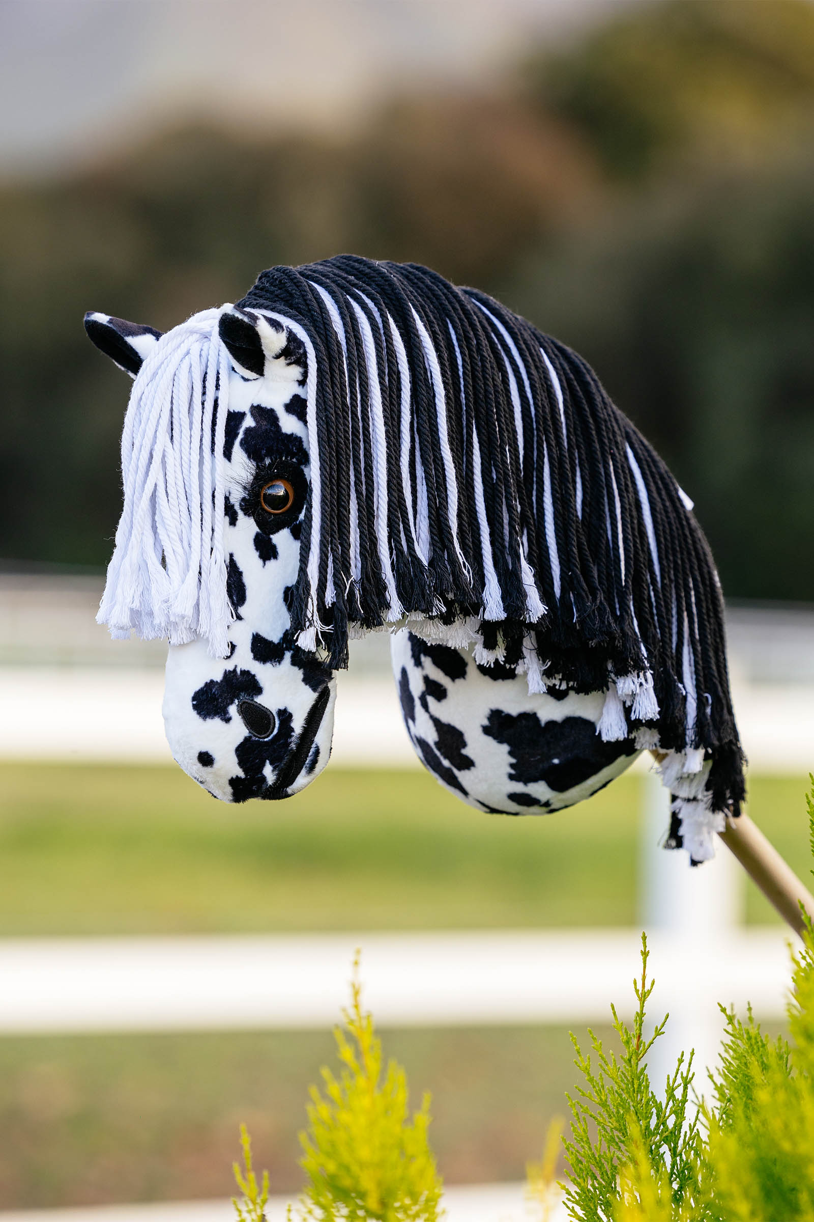 LeMieux Dakota konik na kiju