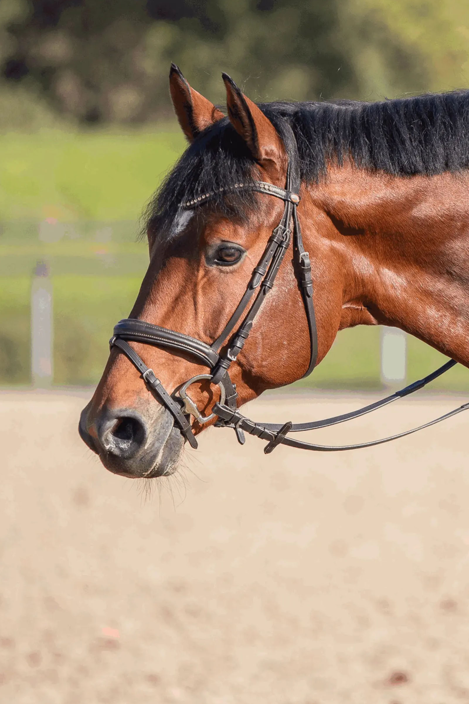 Sprenger Novocontact Wędzidło Oliwkowe 14mm Pojedynczo Łamane Sensogan Z Pierścieniami W Kształcie Litery D