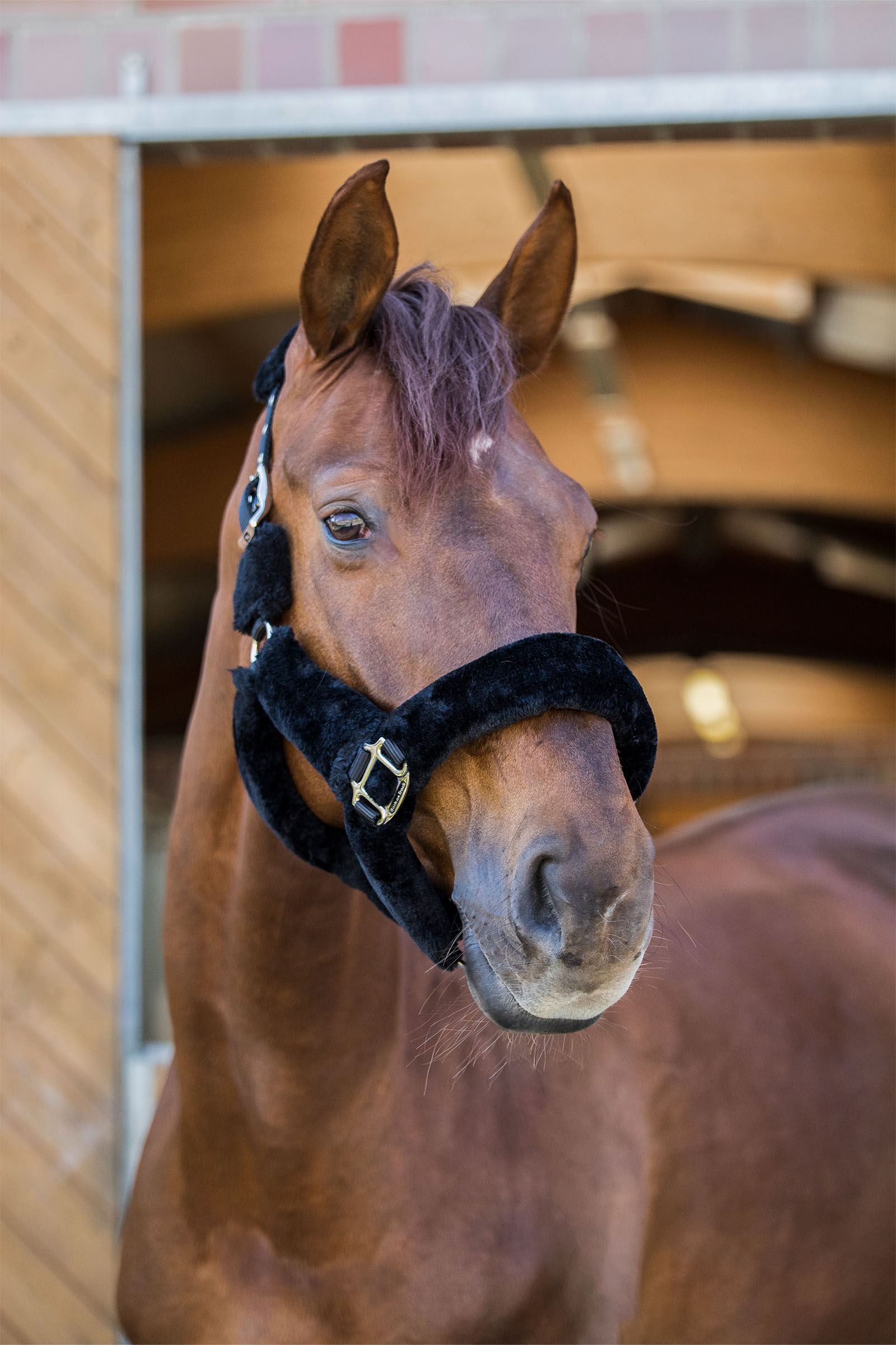 Back on Track Audrey kantar