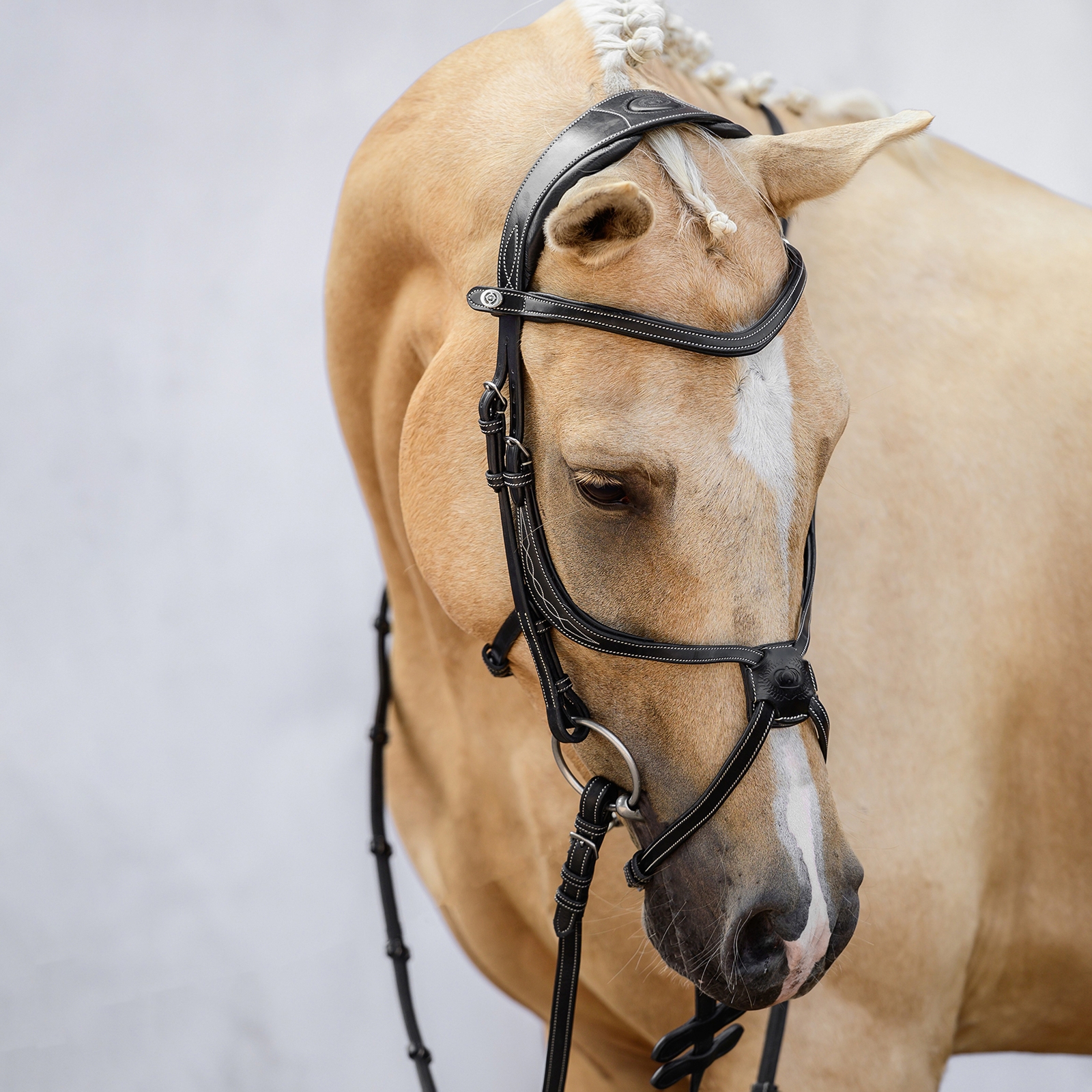 Ogłowie meksykańskie PS of Sweden Athens