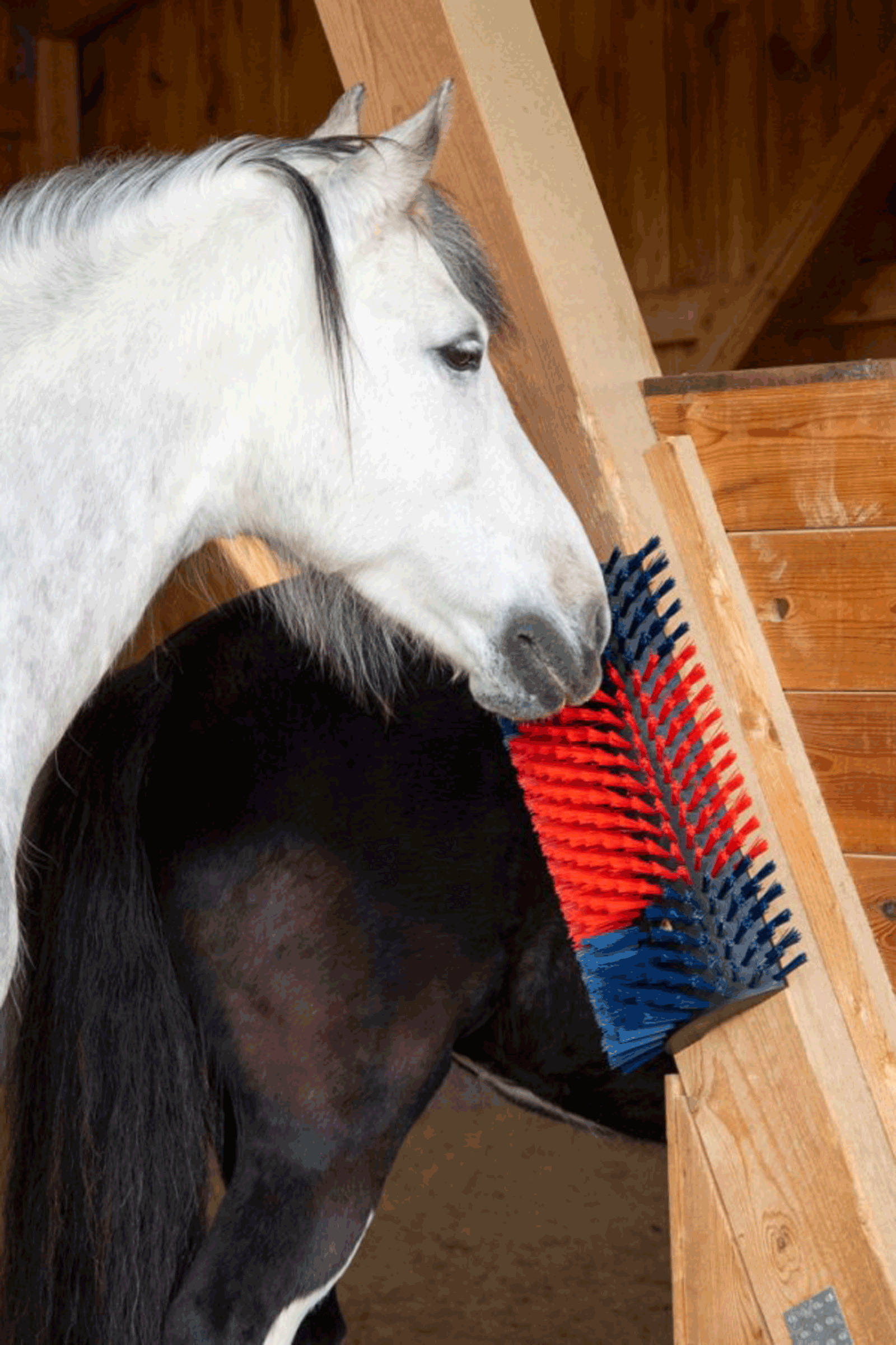 Kerbl XL szczotka do drapania, okrągła