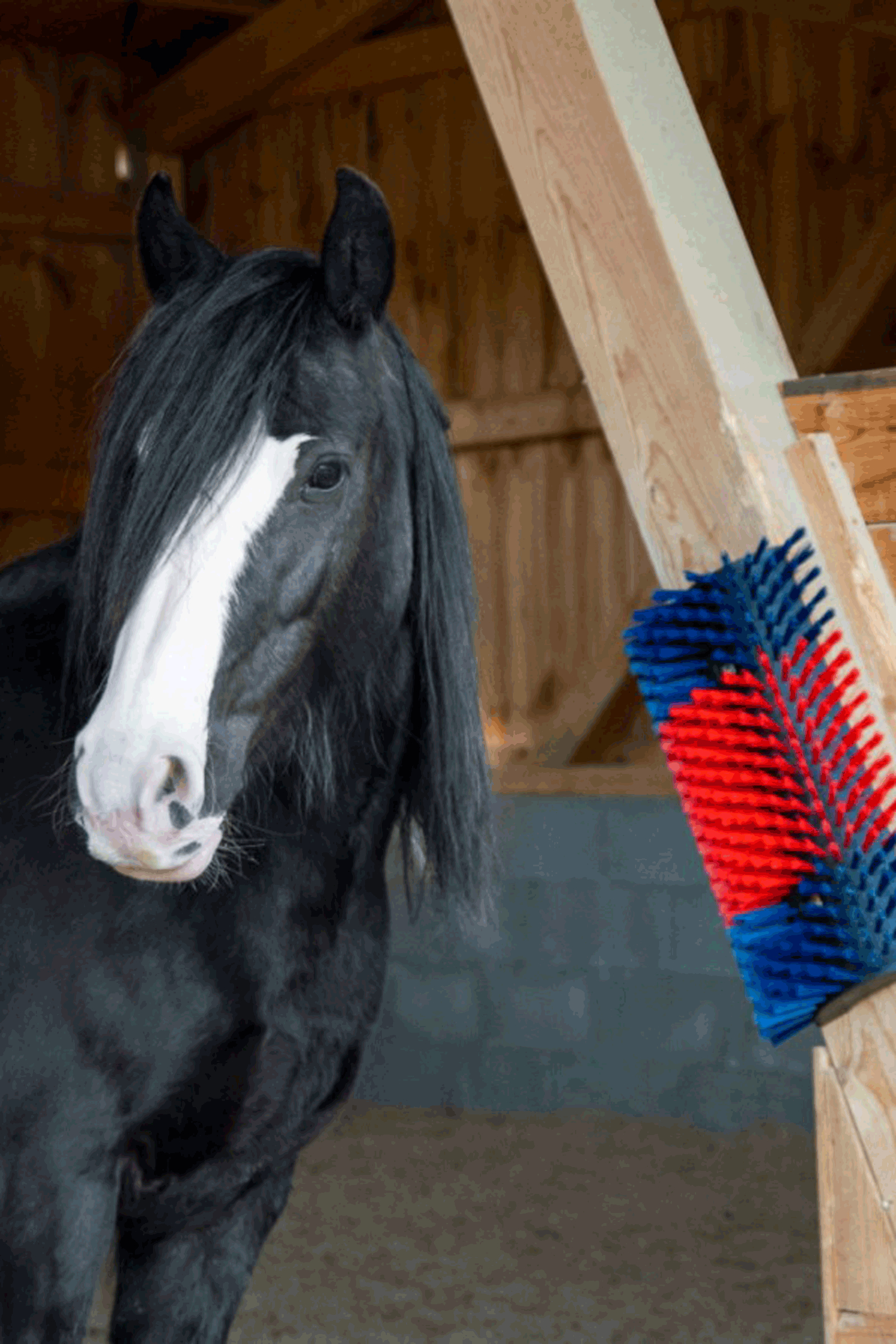 Kerbl XL szczotka do drapania, okrągła