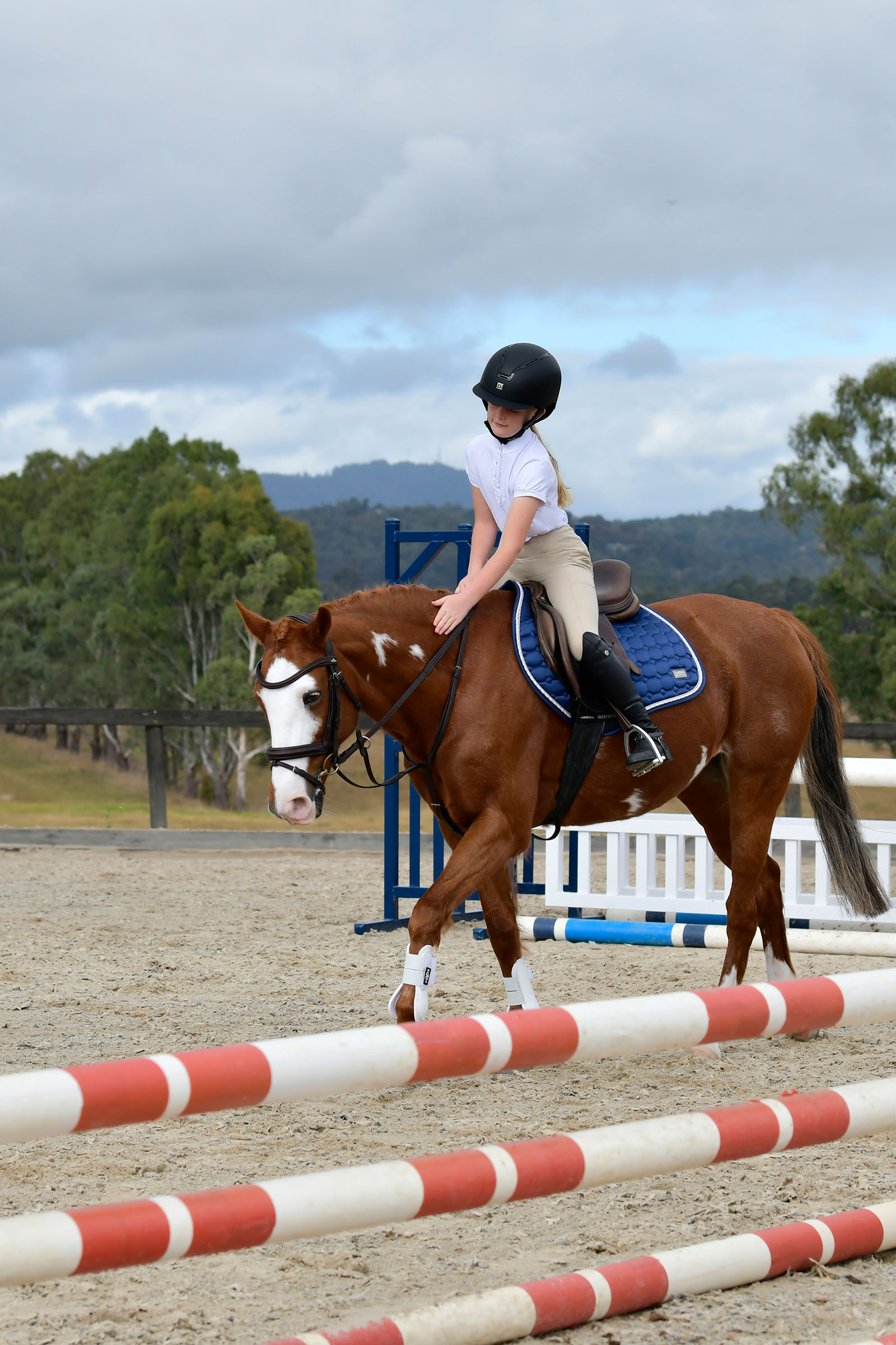 Collegiate Comfitec Opulux proste, wyściełane ogłowie z kombinowanym nachrapnikiem hanowerskim