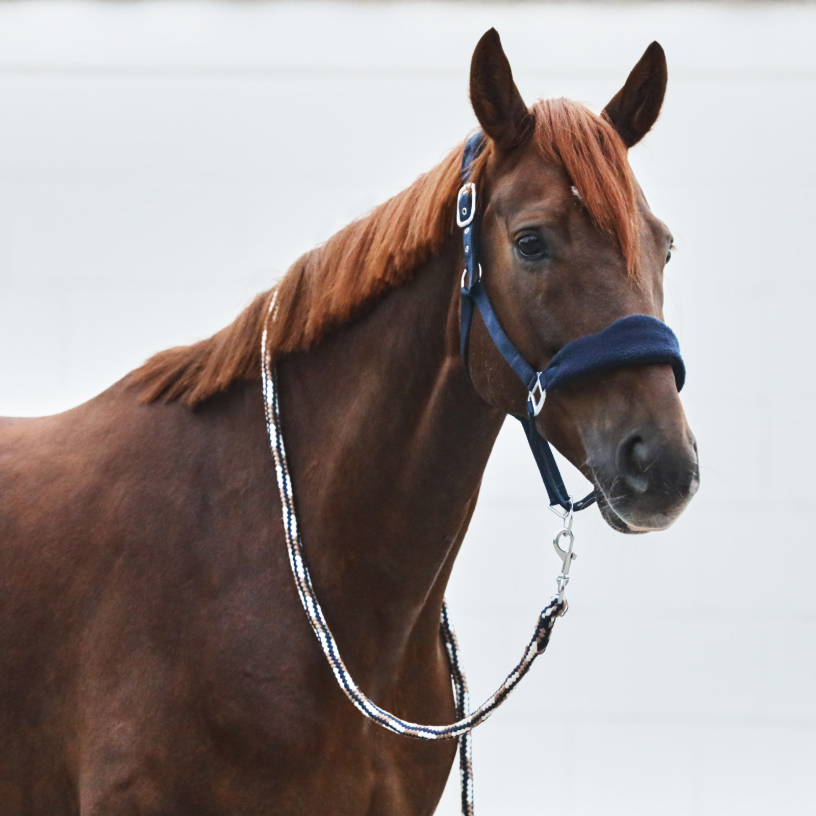 Kantar Horze Kiel z polarowym podszyciem