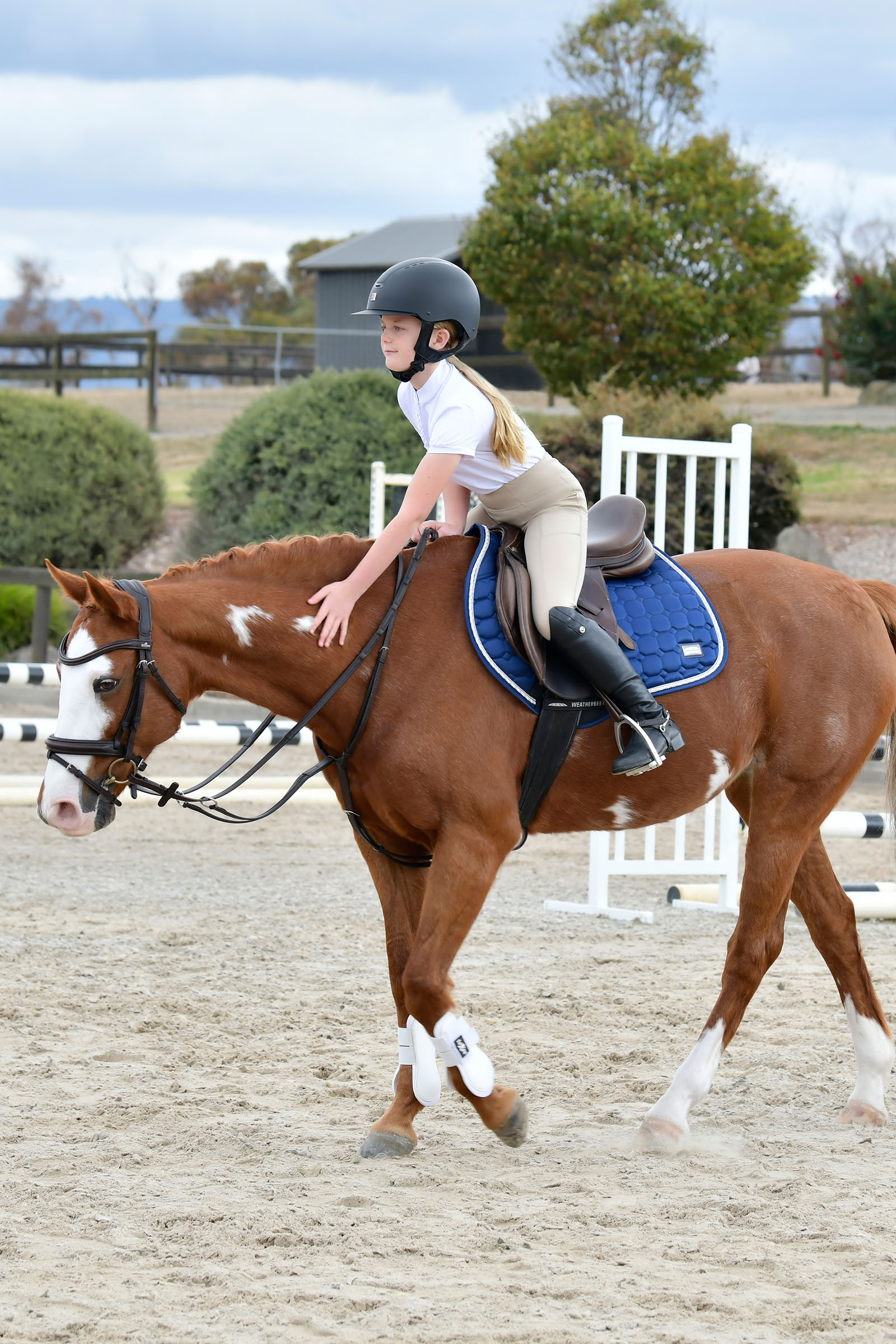 Collegiate Comfitec Opulux proste, wyściełane ogłowie z kombinowanym nachrapnikiem hanowerskim