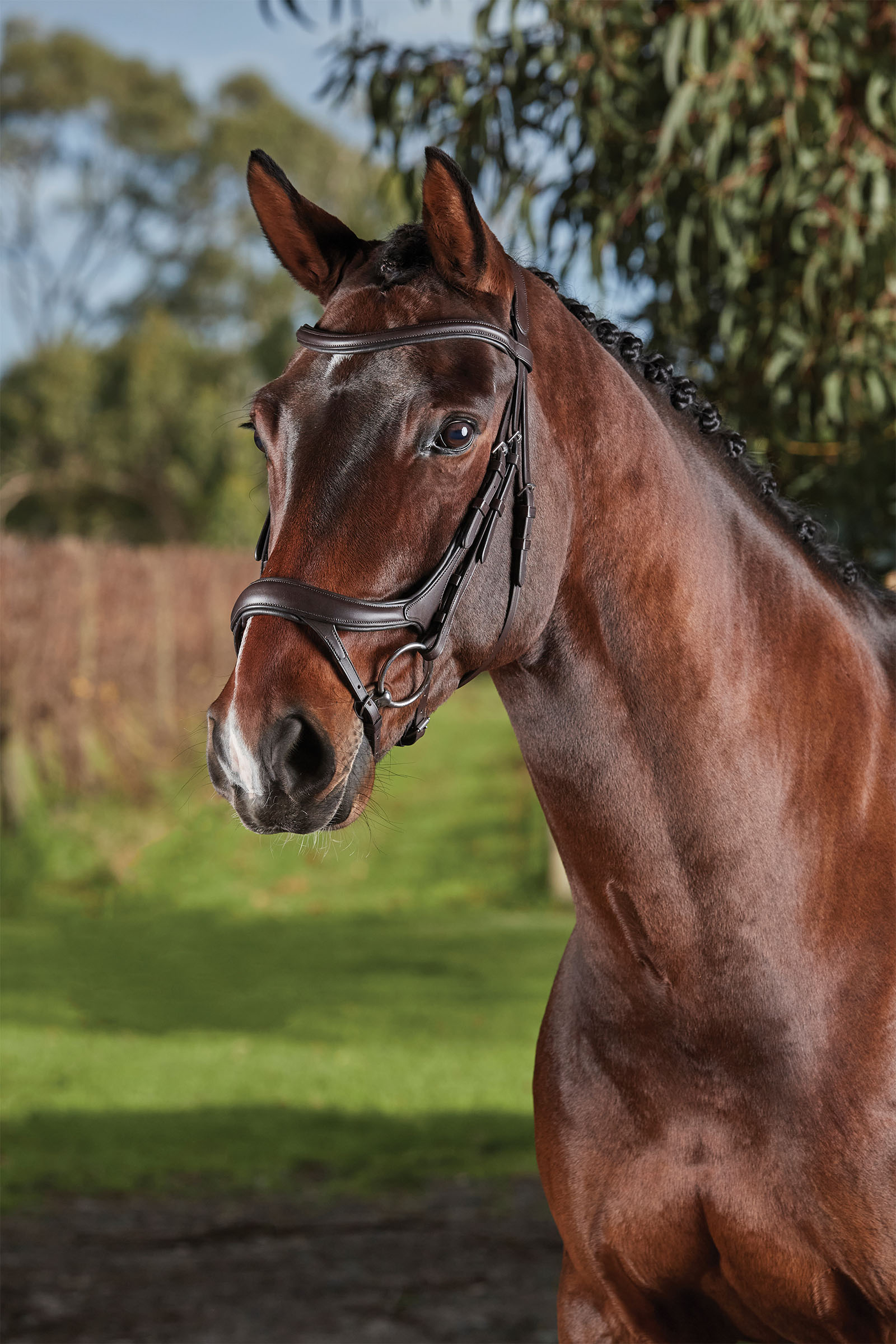 Collegiate Comfitec Vogue anatomiczne ogłowie