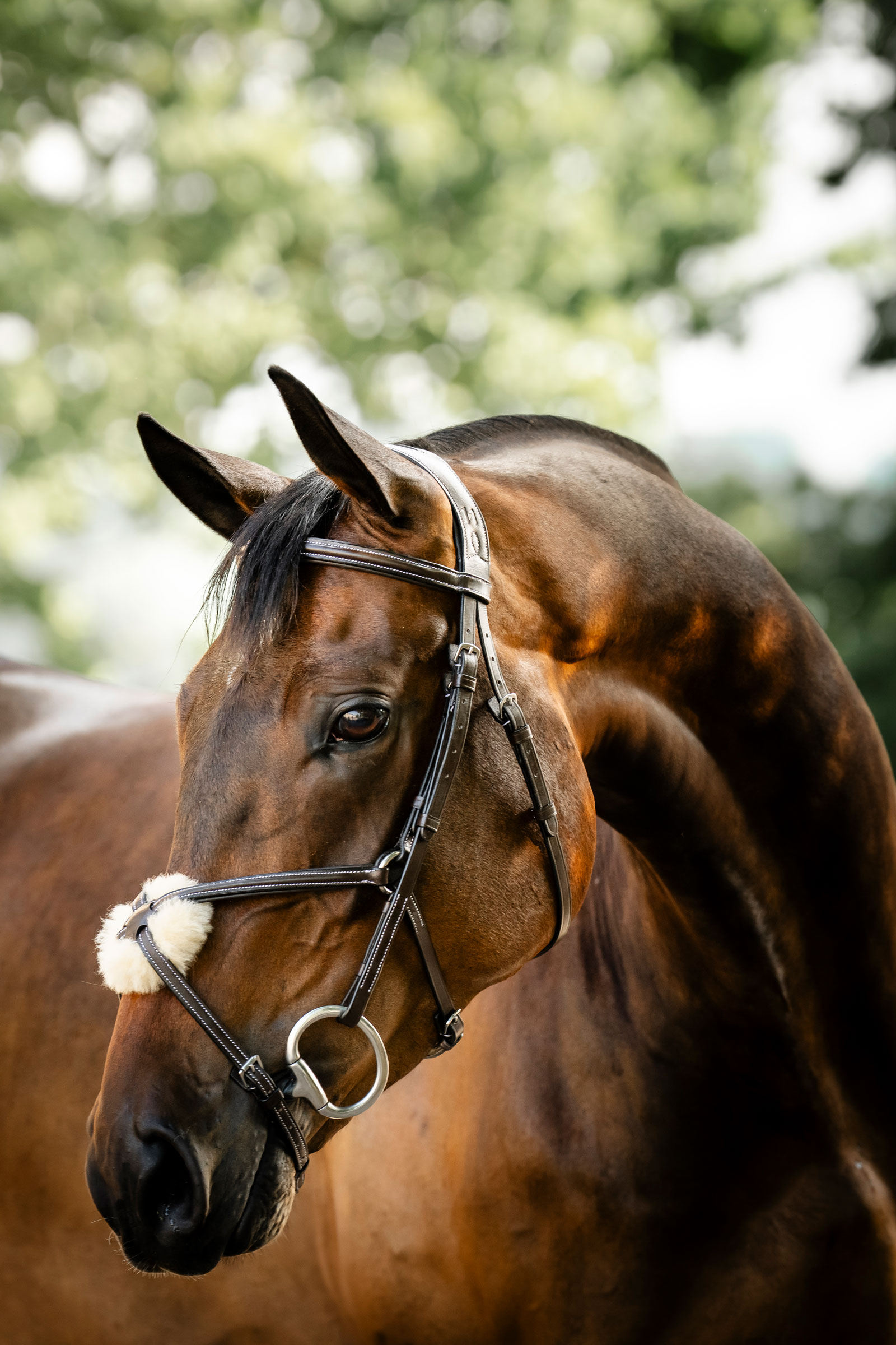 Horseware ogłowie z nachrapnikiem krzyżowym
