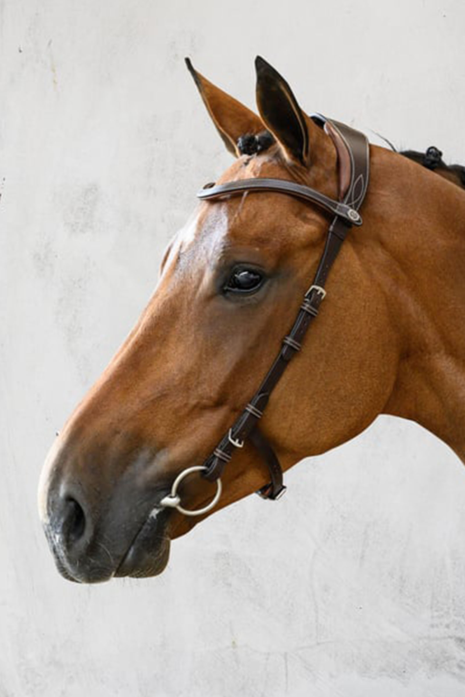 PS of Sweden Ogłowie Helsinki