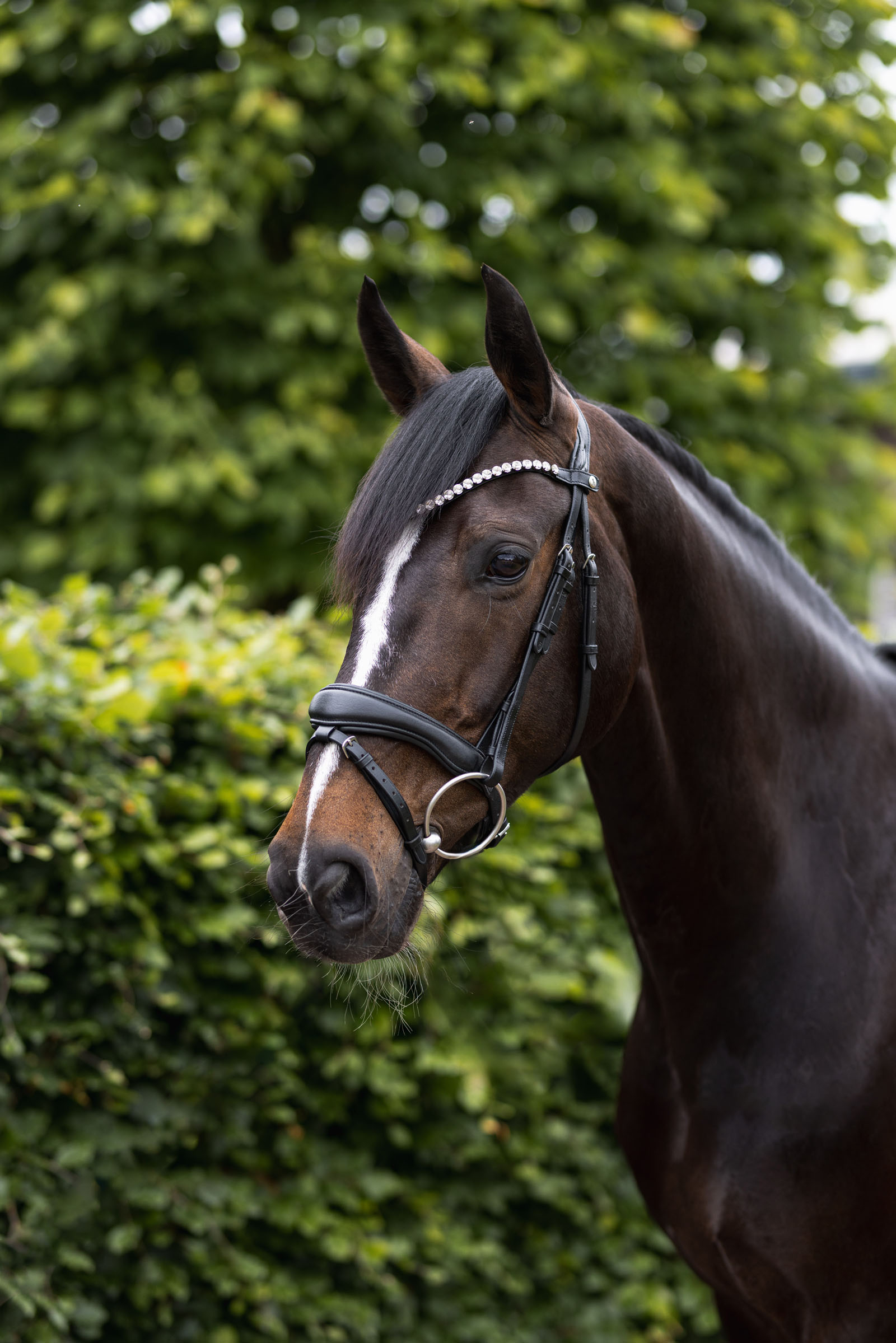 Anatomiczne ogłowie Horze Somerset