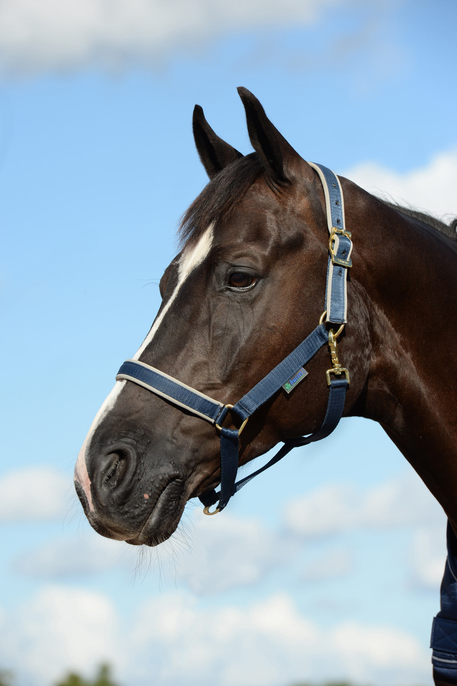 Dark Blue/Silver Luksusowa wyściełana kamizelka Bucas Dublin