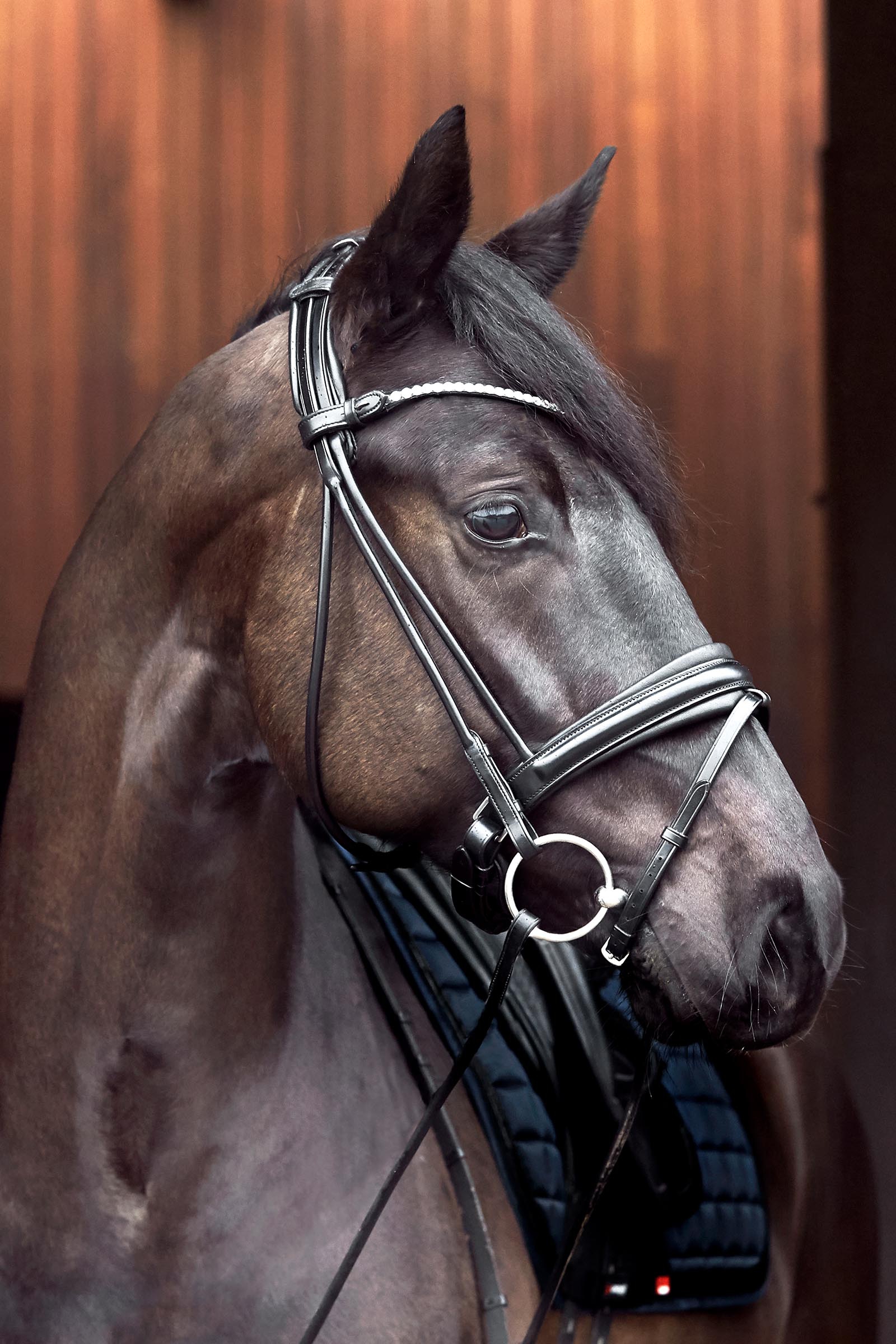 Catago Shay Rolled Bridle