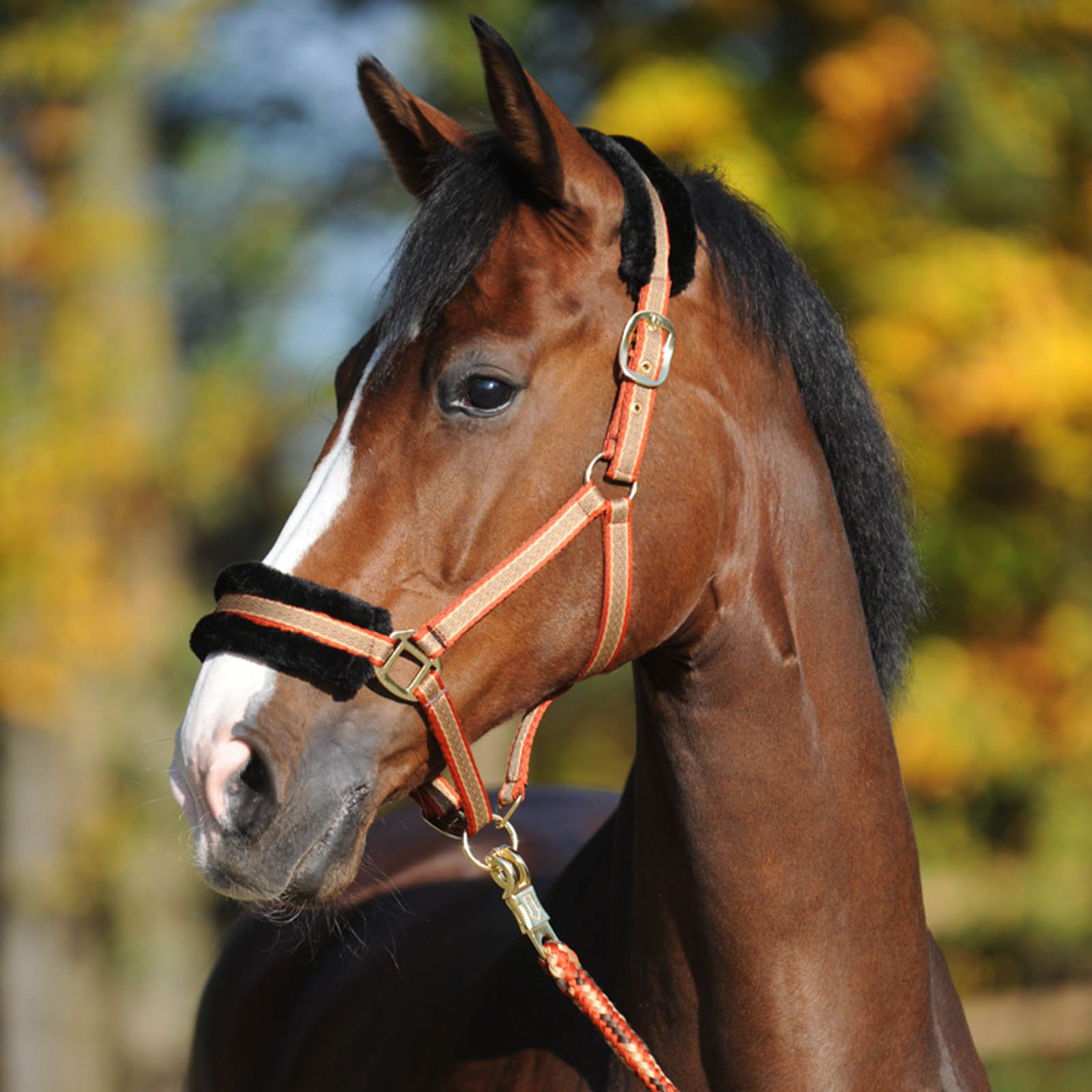 Kavalkade Gretchen Kantar