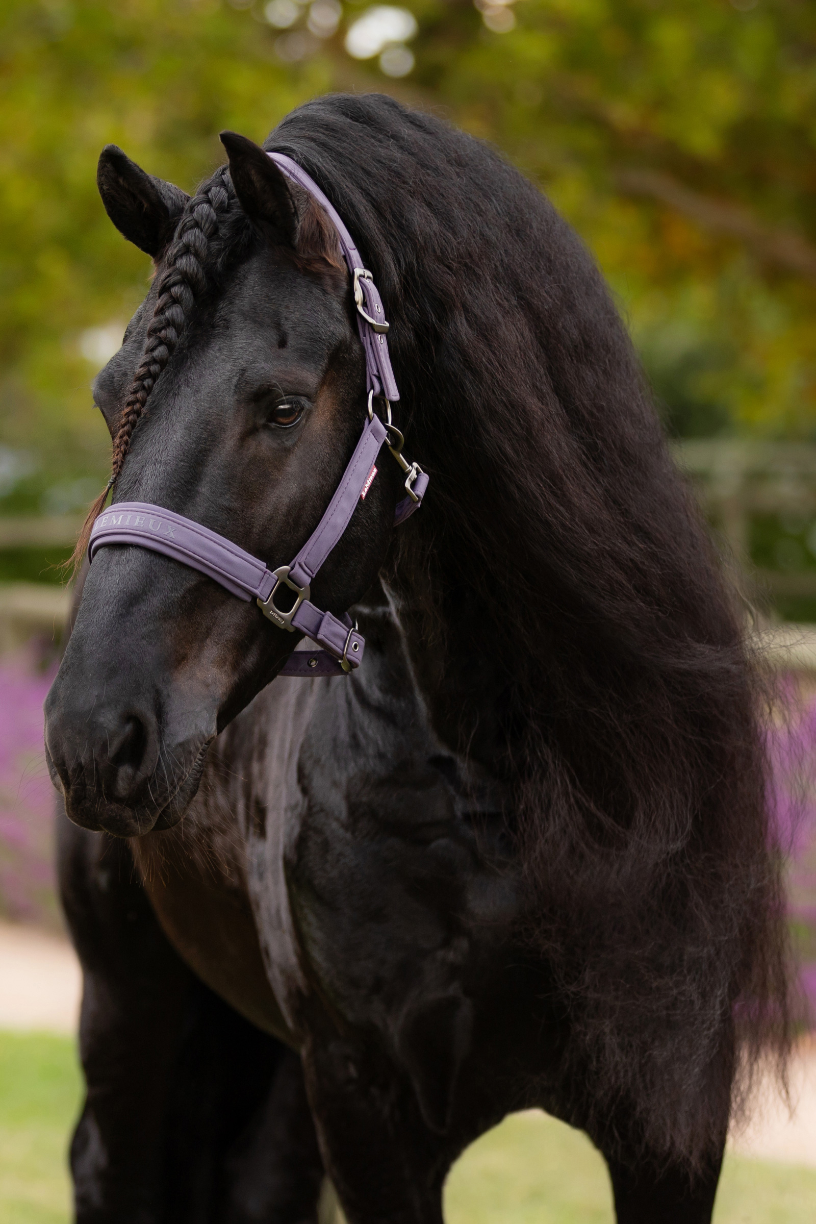 LeMieux Essence Kantar