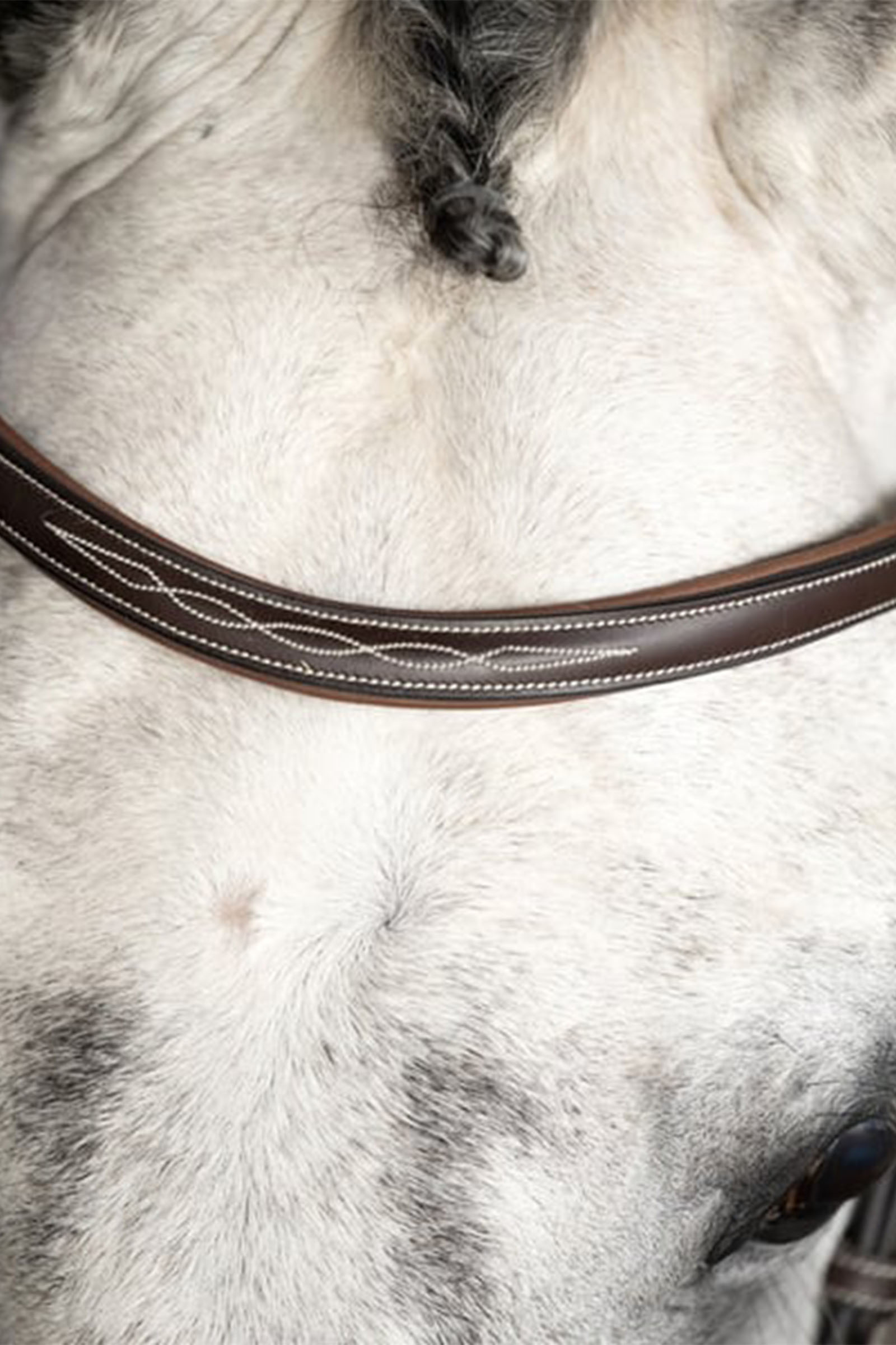 PS of Sweden Ocala ogłowie