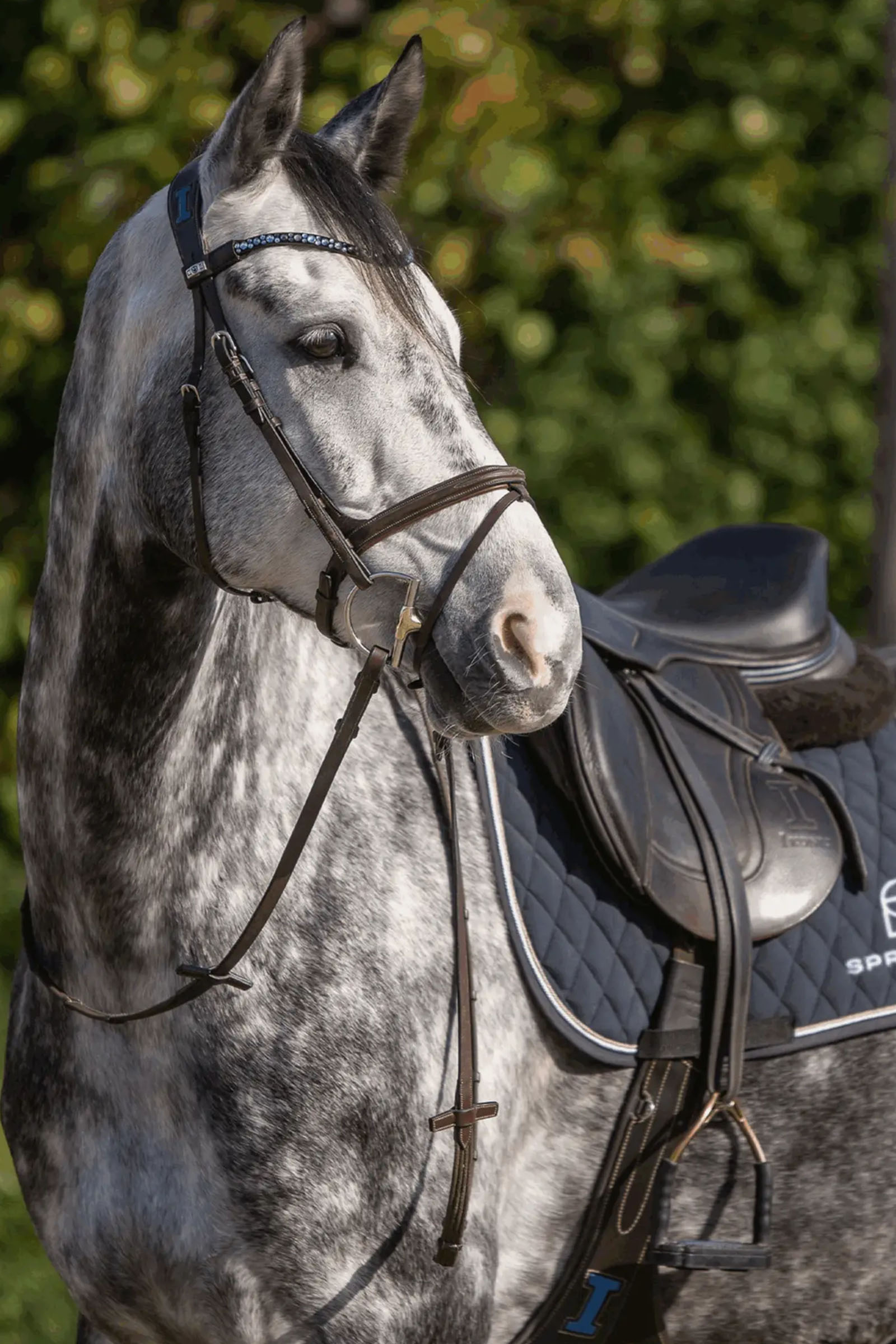 Sprenger Dynamic RS wędzidło D-ring Hunter, 14 mm, pojedynczo łamane, Sensogan, D-ring 70 mm