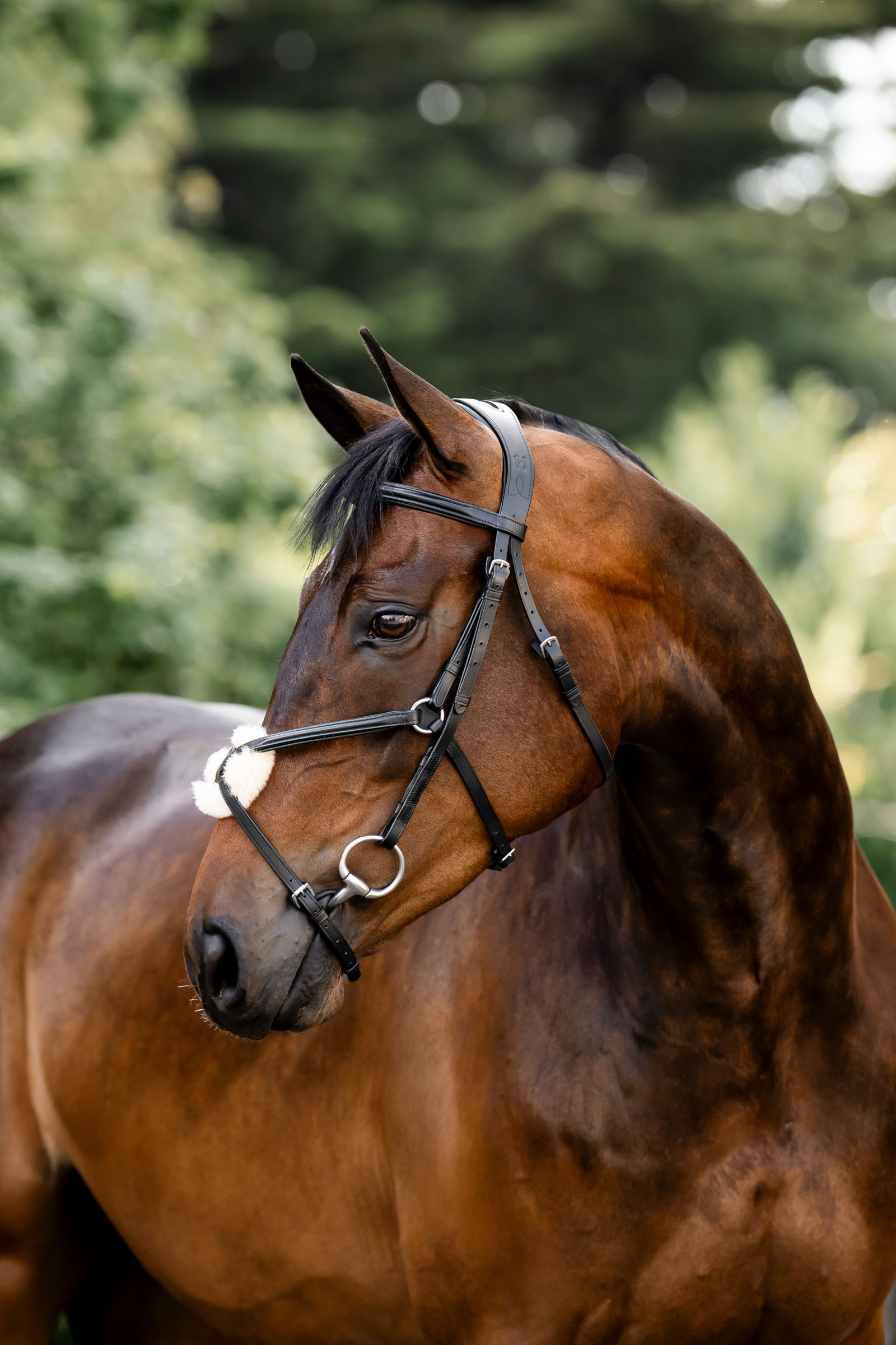 Black Horseware ogłowie z nachrapnikiem krzyżowym