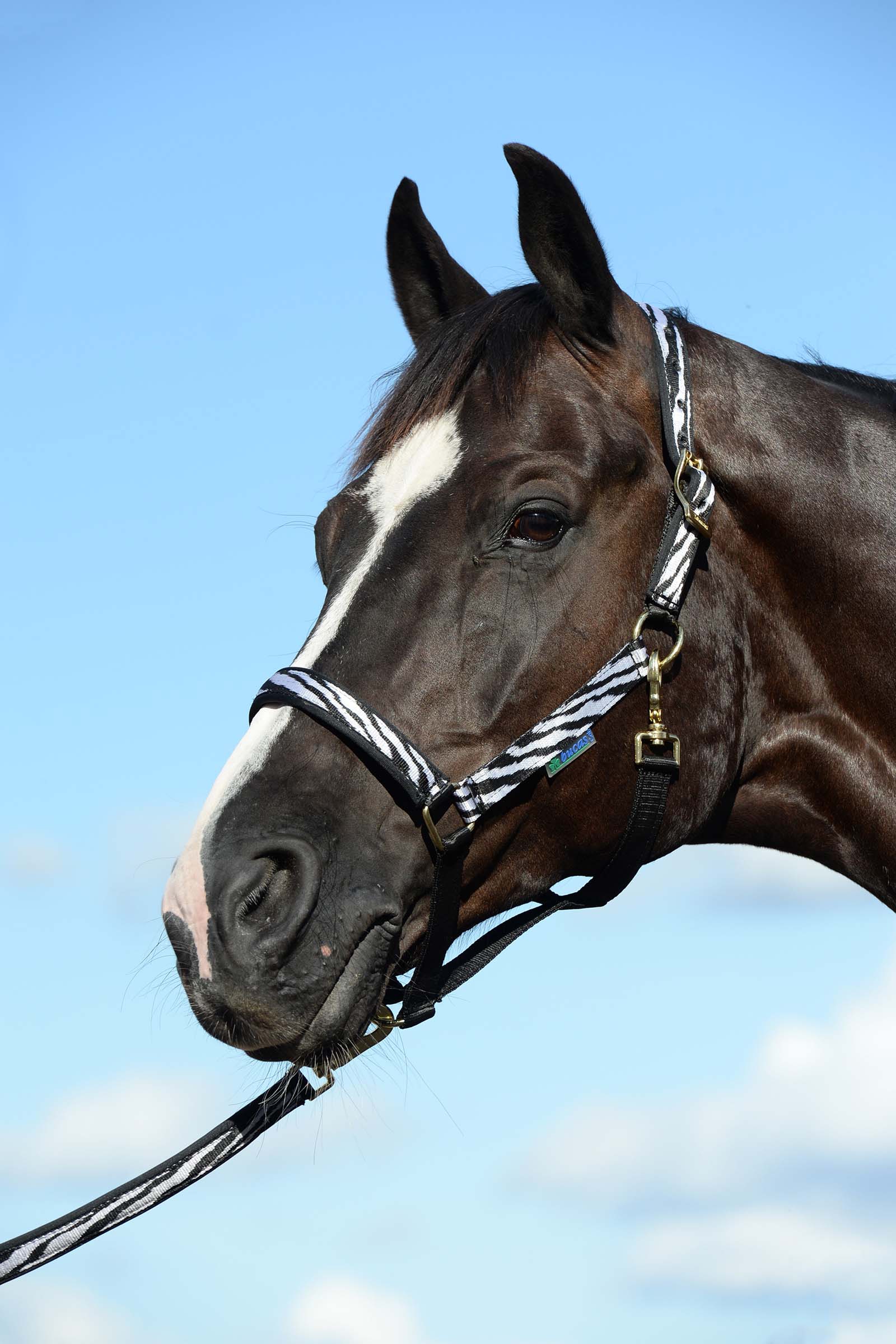 Black/White Luksusowa wyściełana kamizelka Bucas Dublin