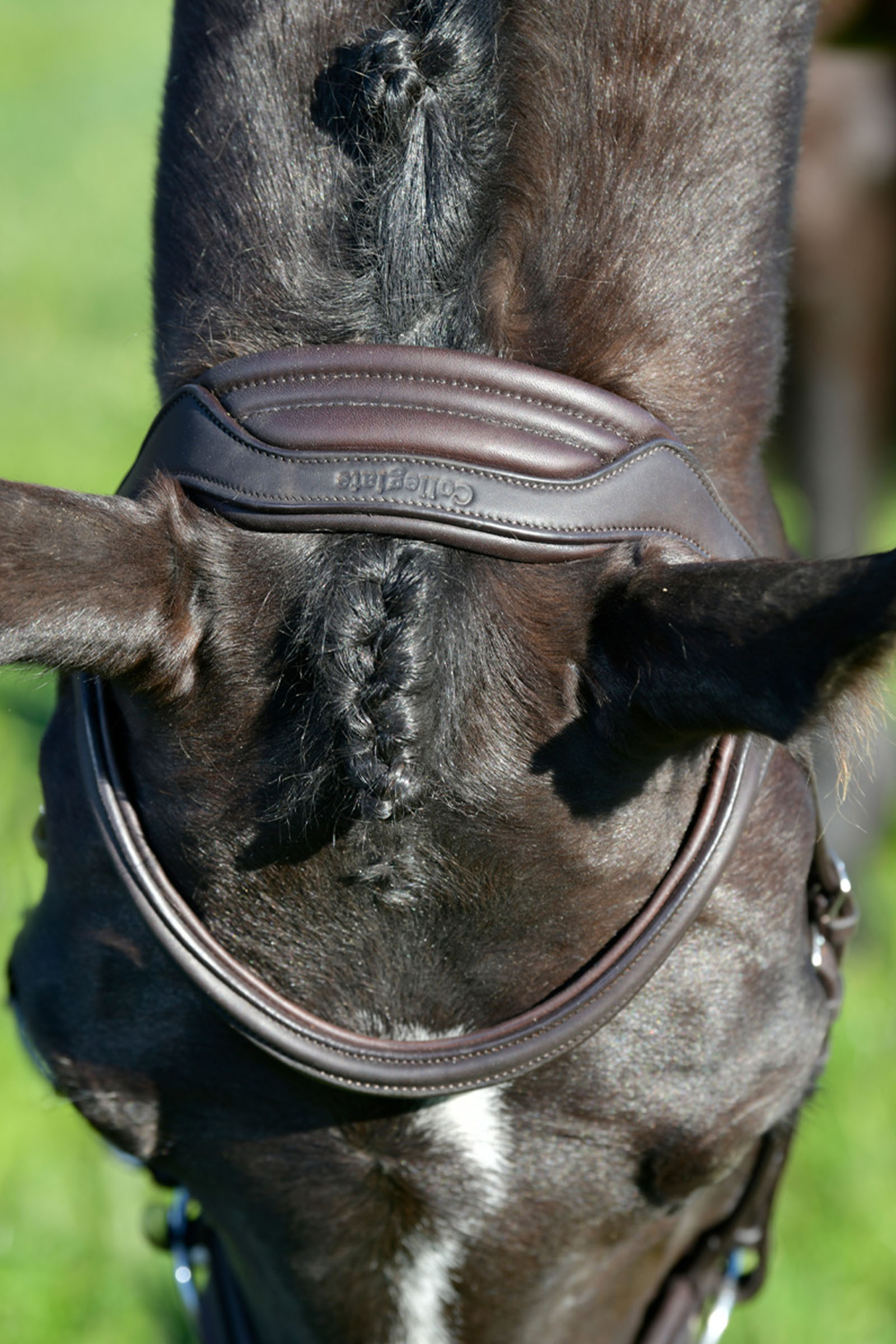 Collegiate Comfitec Opulux proste, wyściełane ogłowie z kombinowanym nachrapnikiem hanowerskim