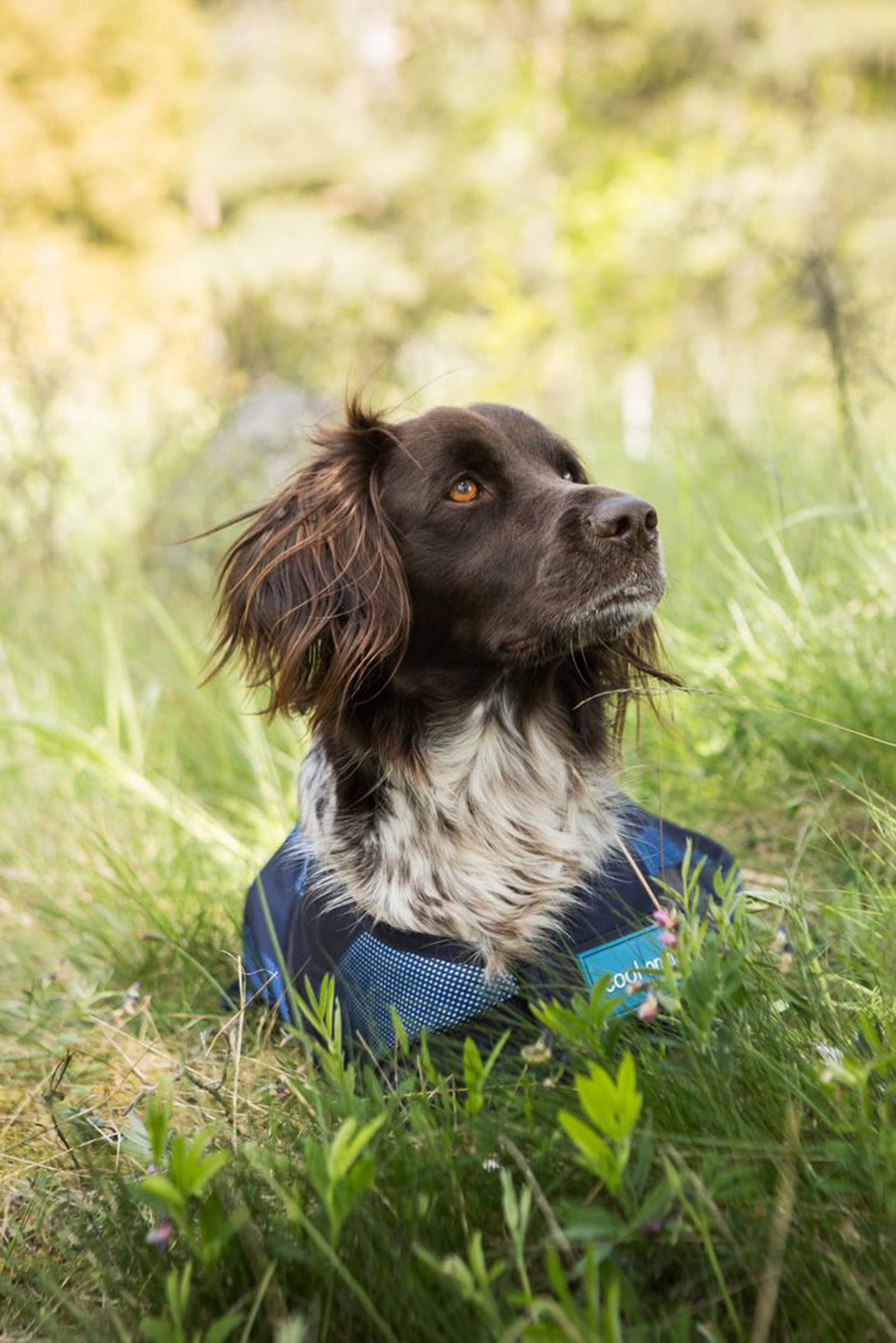 Back on Track Cool On Track kurtka dla psa 2.0