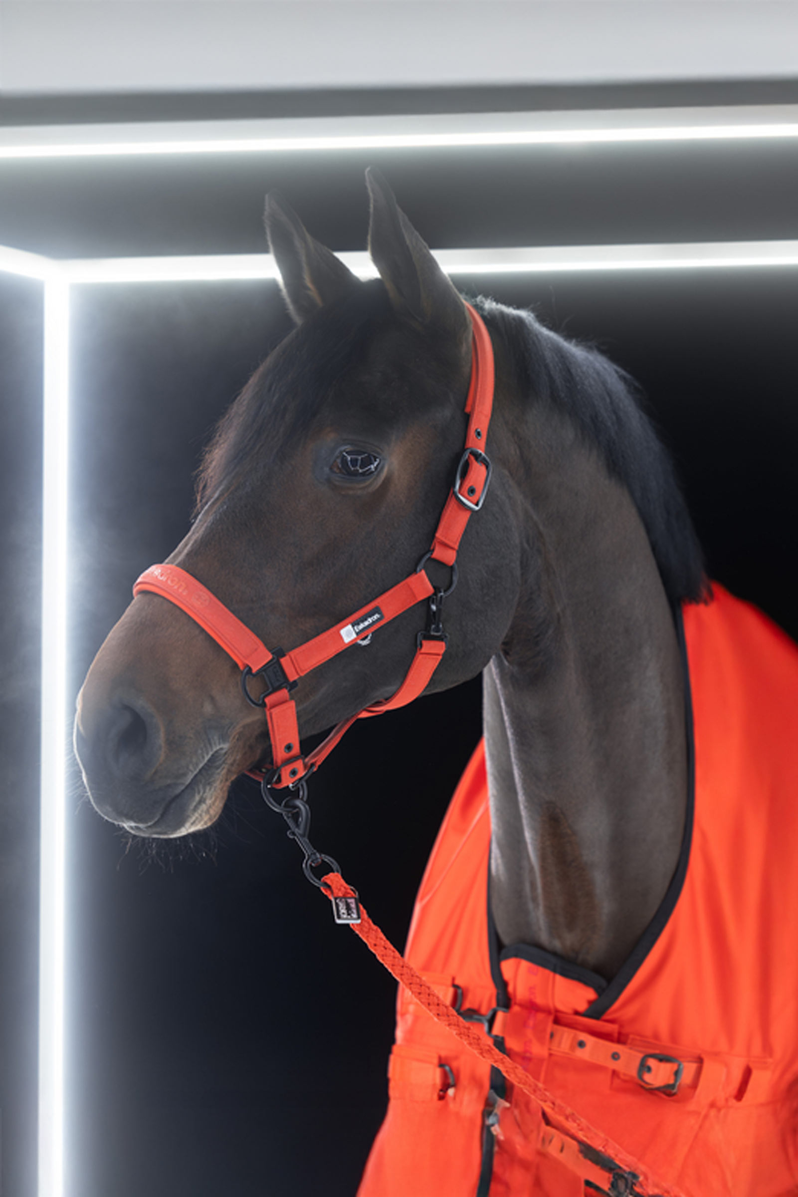 Eskadron Dynamics AW25 Beta derka padokowa, 50 g