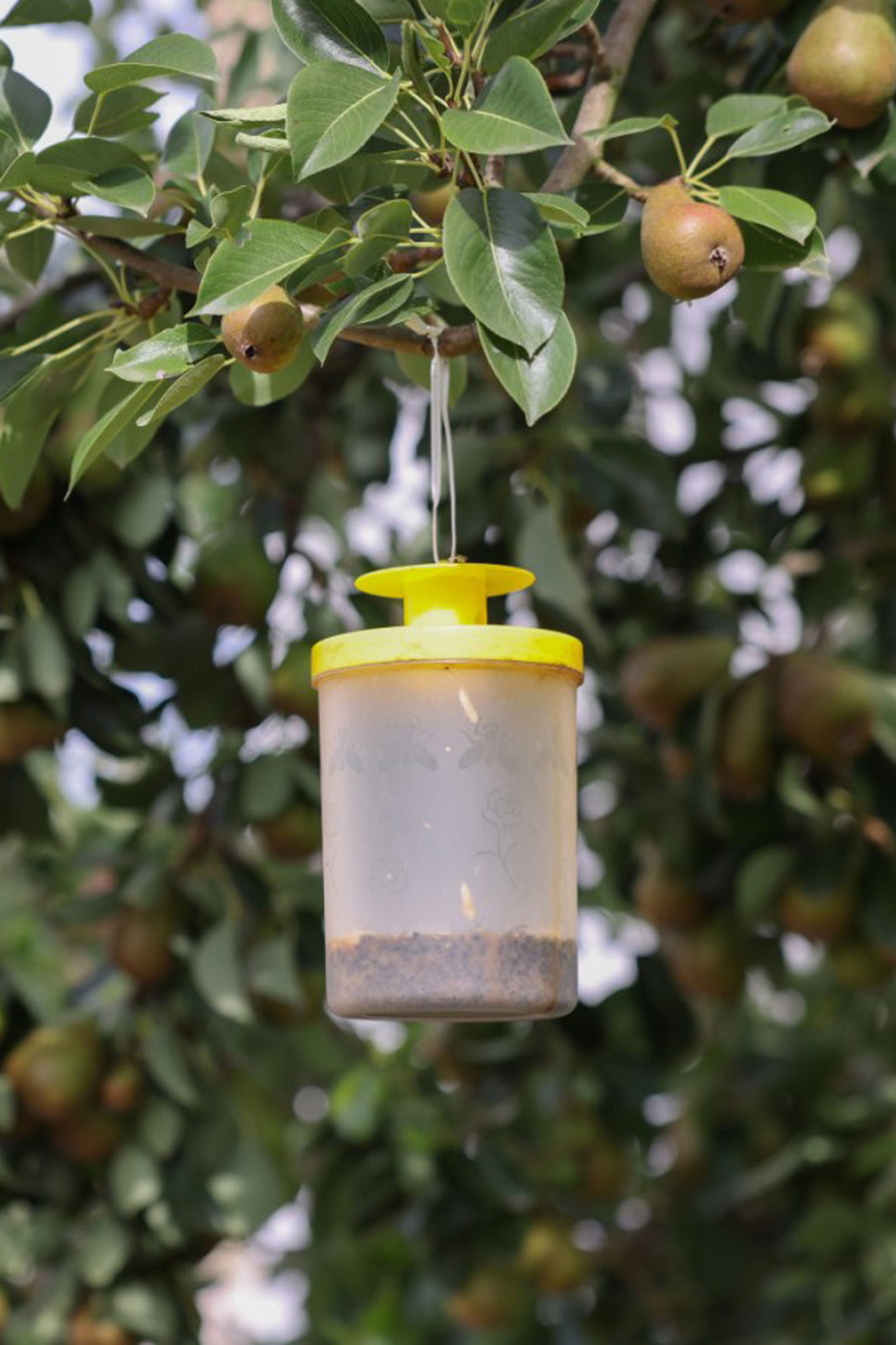 cit FlyCage3 pułapka na muchy z 25 g atraktantu