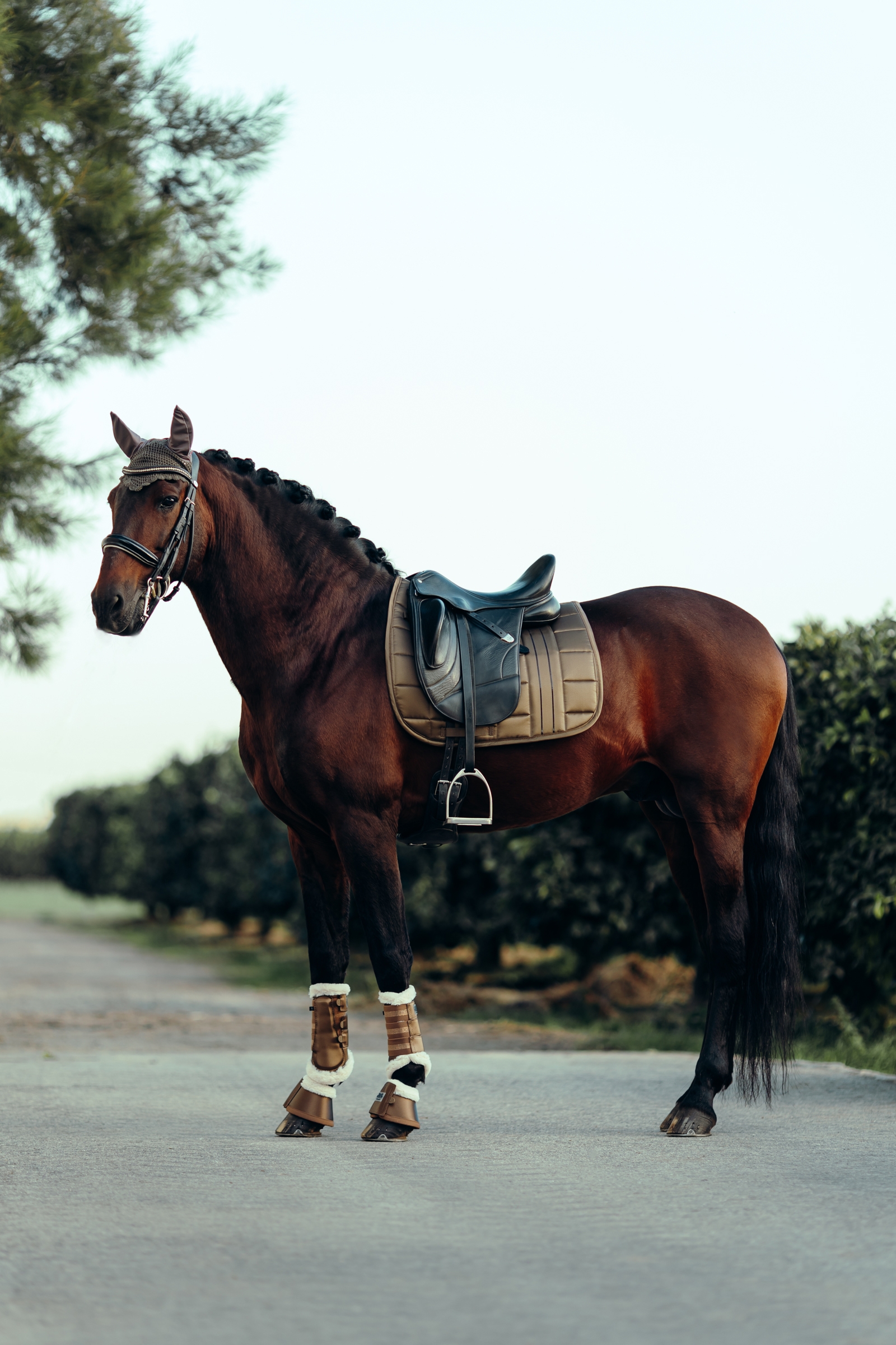 B Vertigo Drew Czaprak ujeżdżeniowy