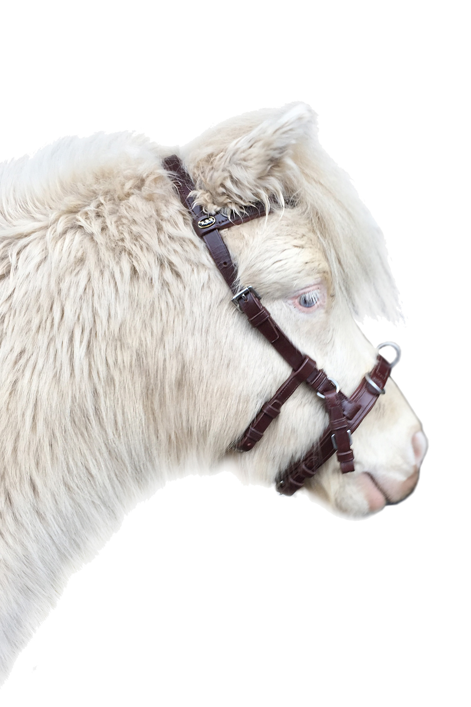 F.R.A. Freedom Riding Articles Baro kawecan, skóra