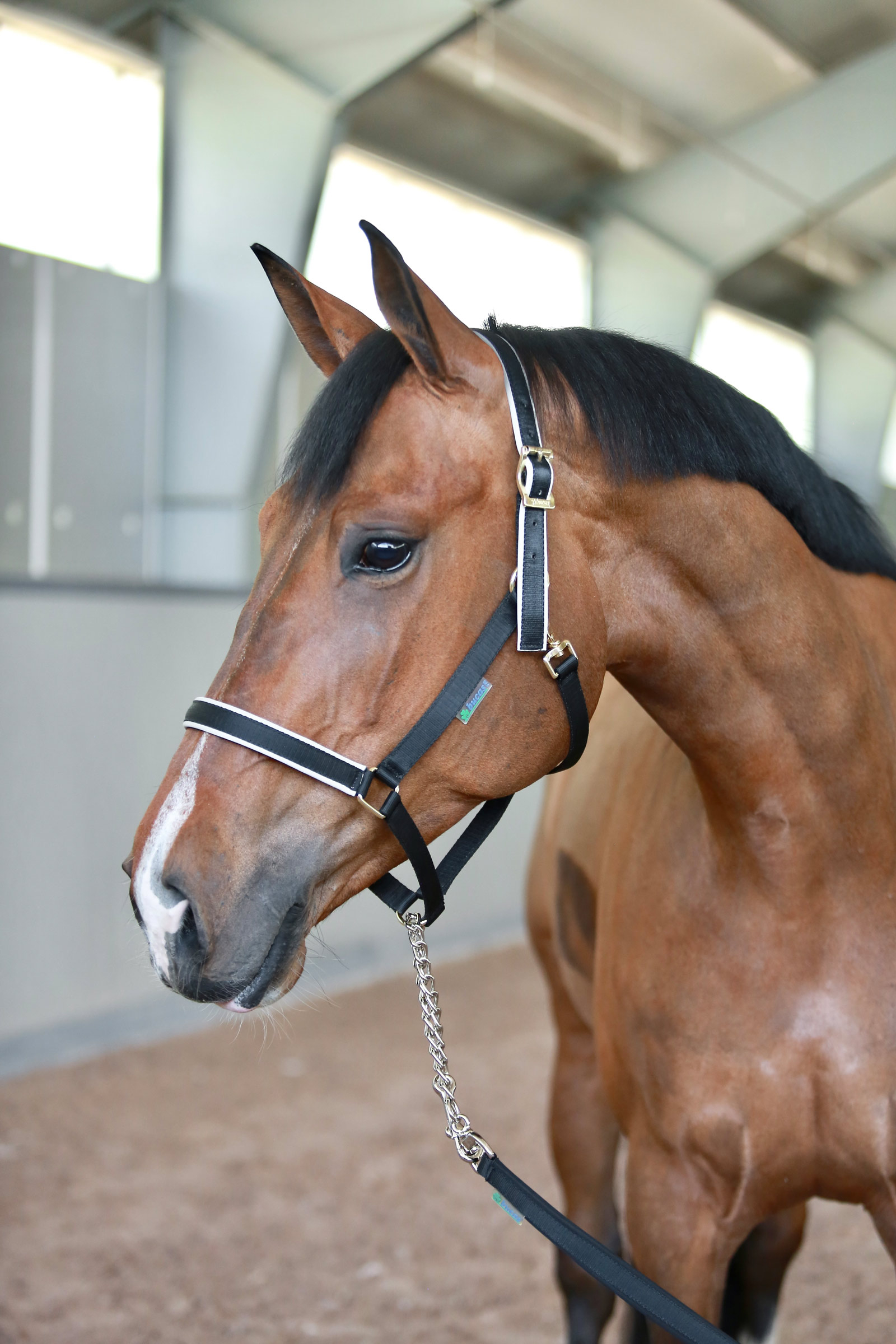 Bucas Stallion uwiąz z łańcuchem