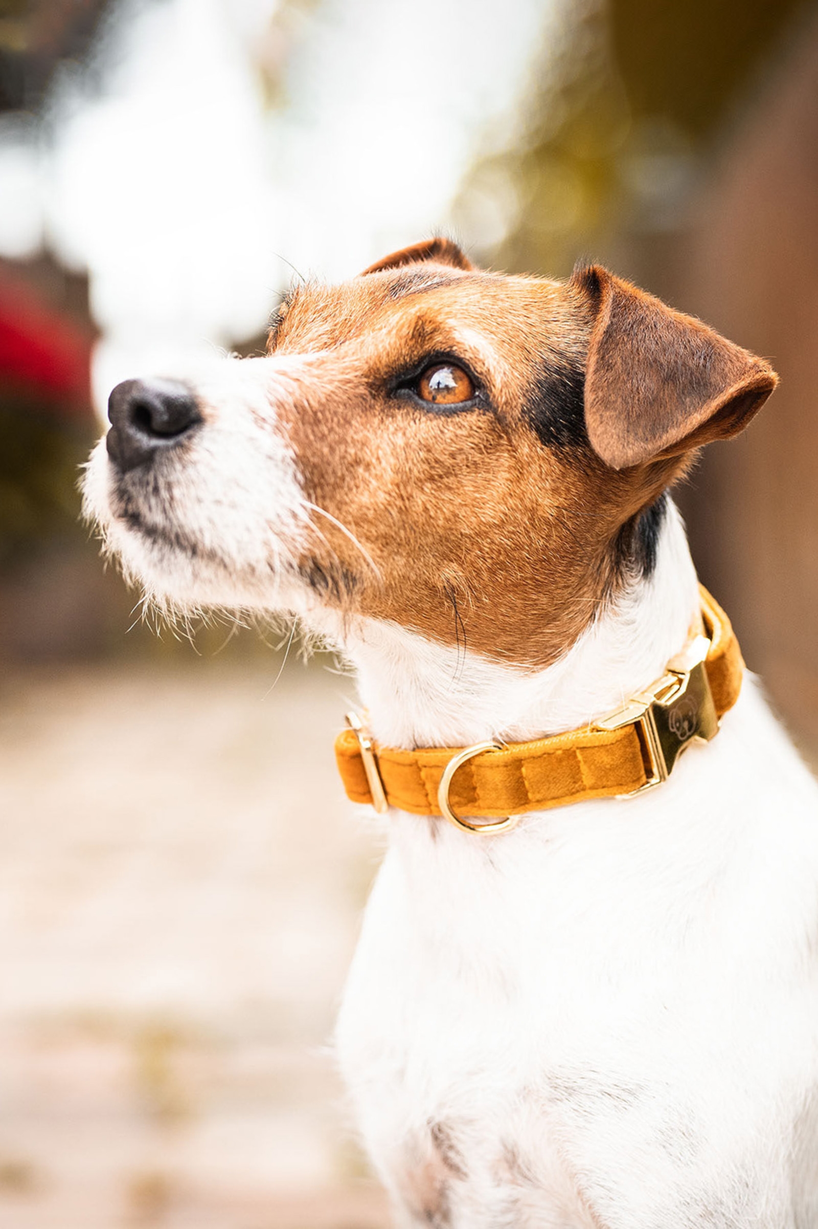 Maize Yellow Obroża dla psa Kentucky Dogwear Velvet