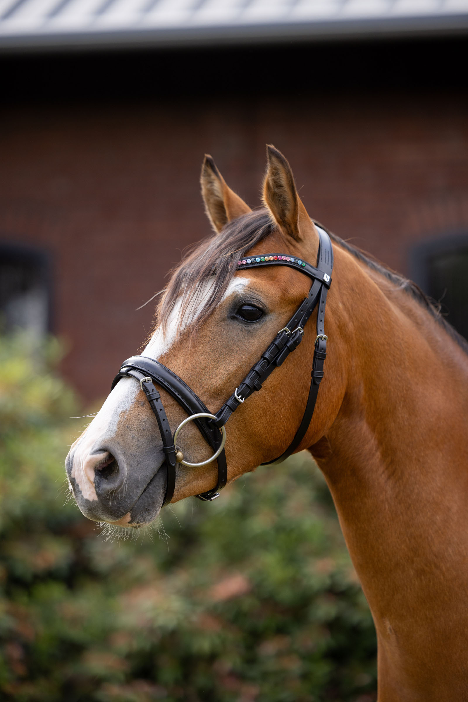 Horze ogłowie pony Rainbow Dash