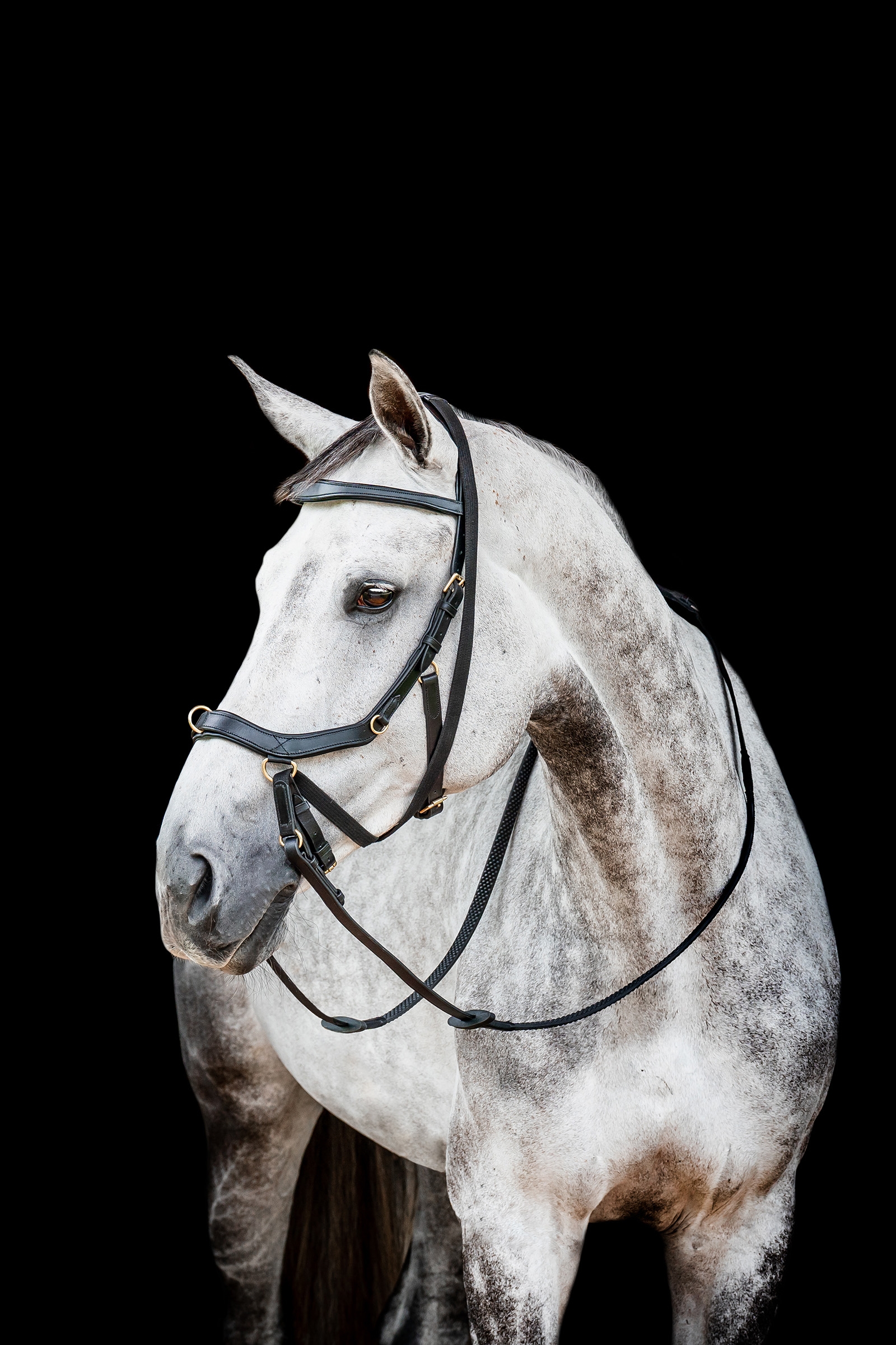 Horseware Micklem 2 Multi Ogłowie