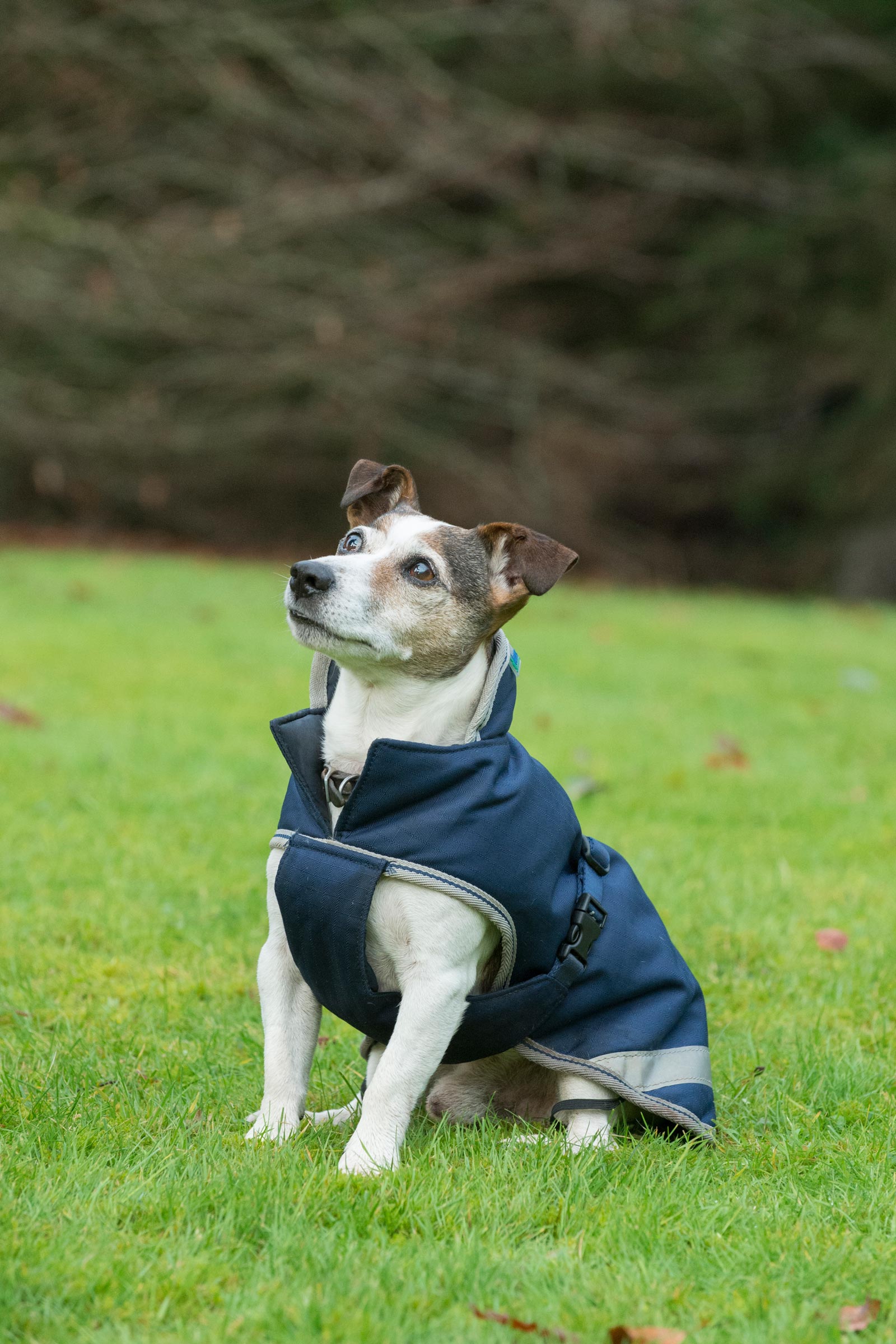 Bucas Freedom Kocyk dla psa, 50g (30-45 cm)