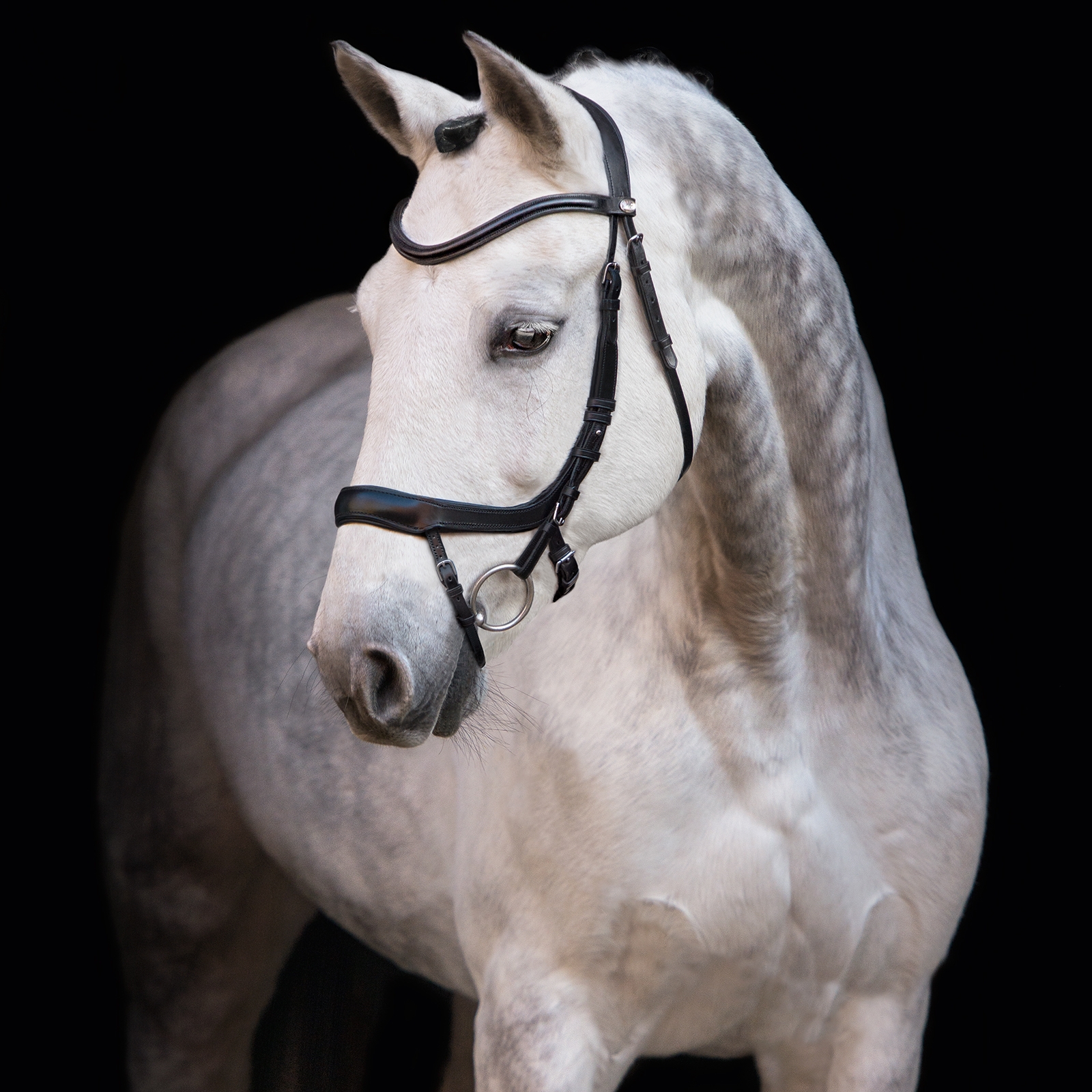 Ogłowie Schockemöhle Sports Equitus Alpha